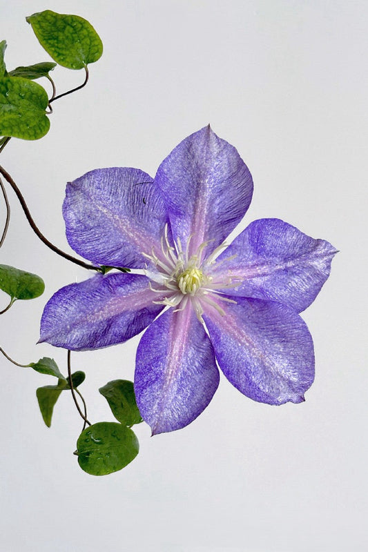 Clematis ''Chameleon |变色龙''