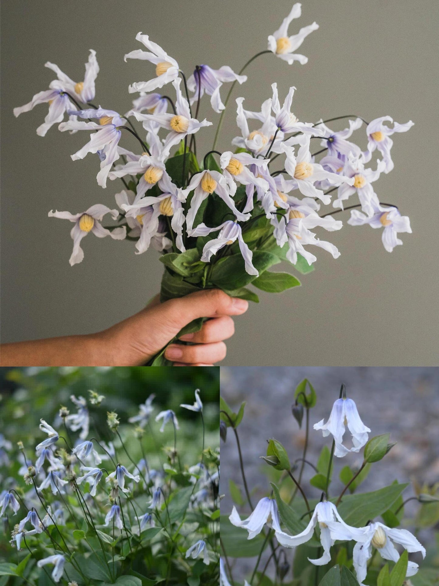 Clematis ''Twinkle| 闪烁''