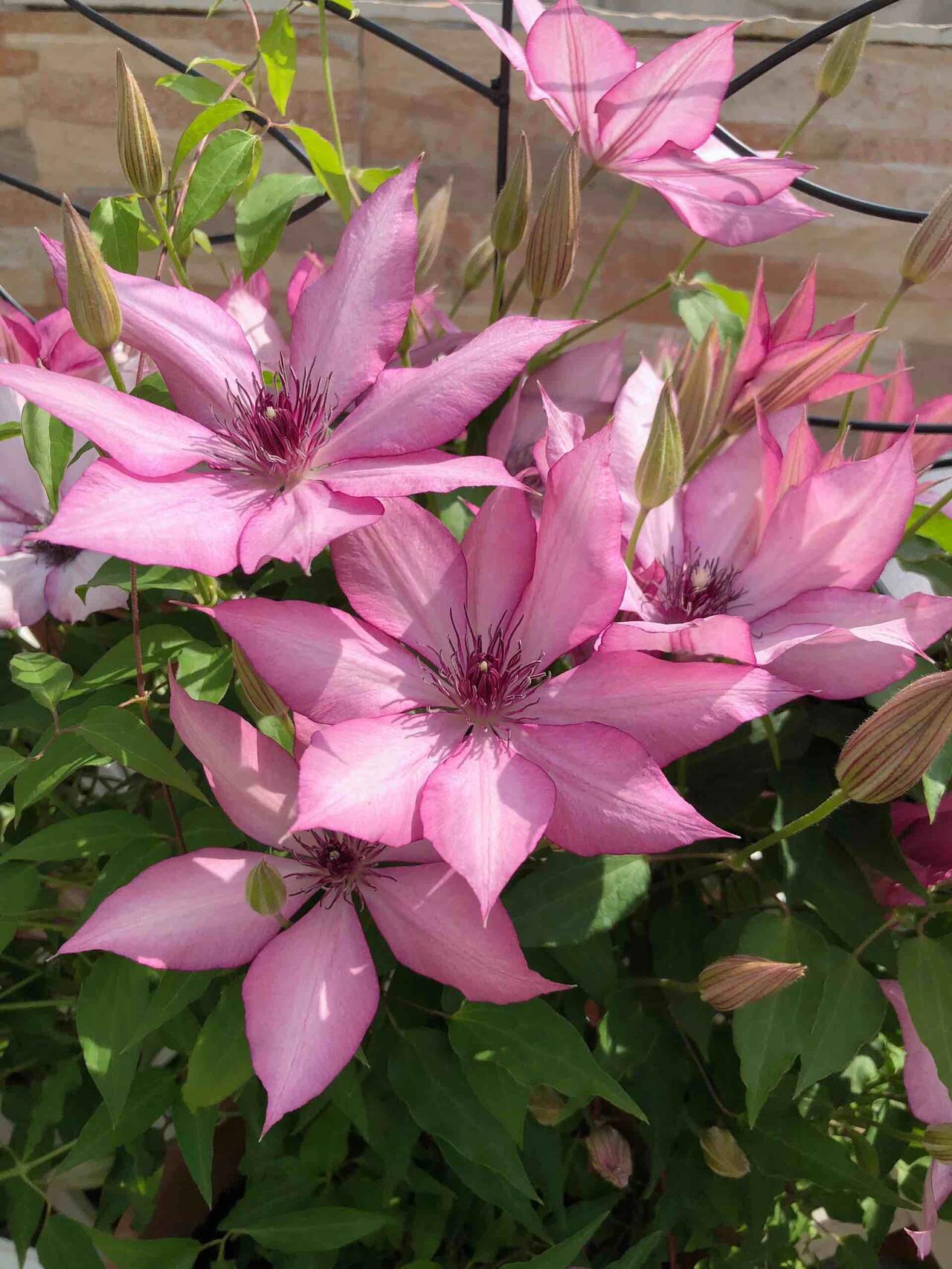Clematis ''Giselle |吉赛尔''