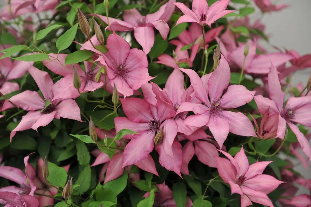 Clematis ''Giselle |吉赛尔''