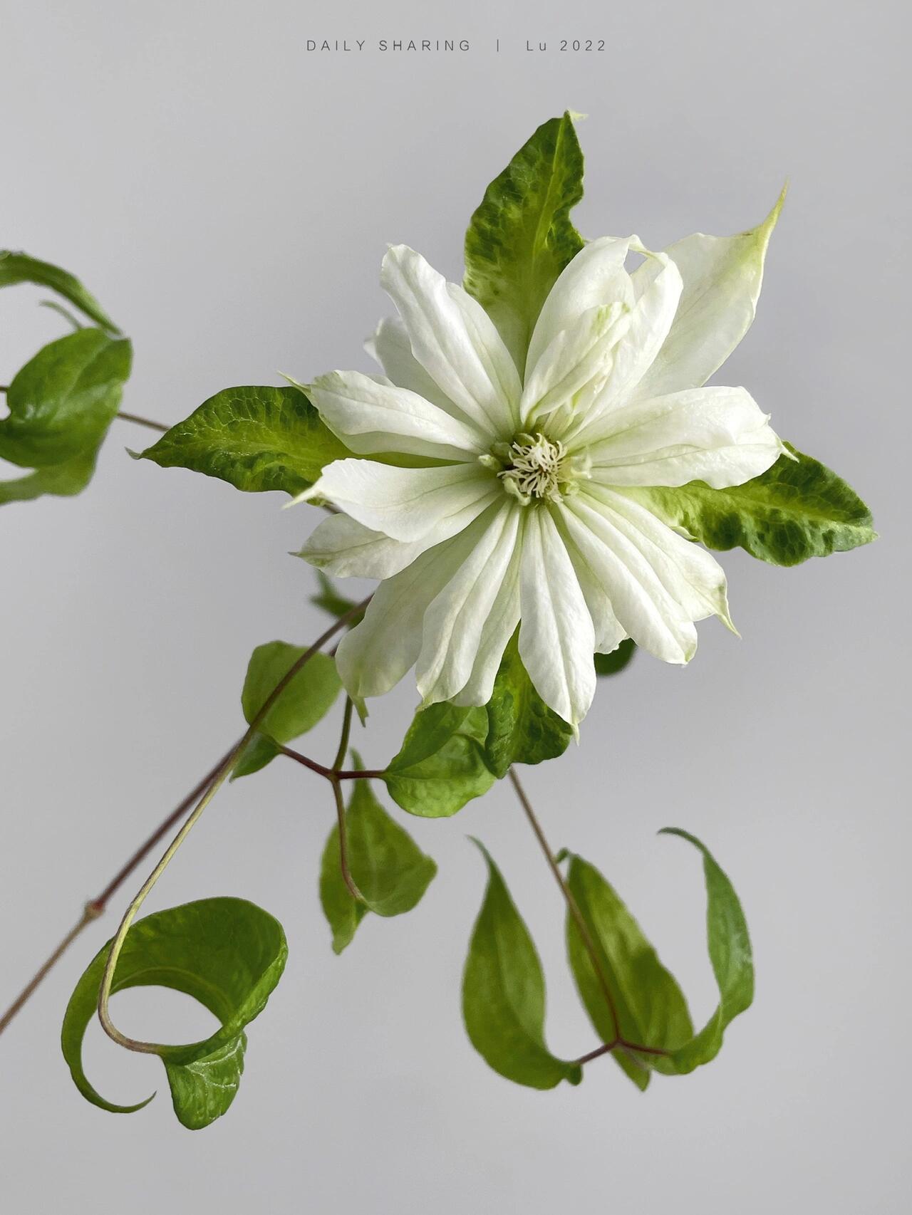 Clematis ‘’Shiko Yukiokoshi|ゆきおこし|雪妆‘’