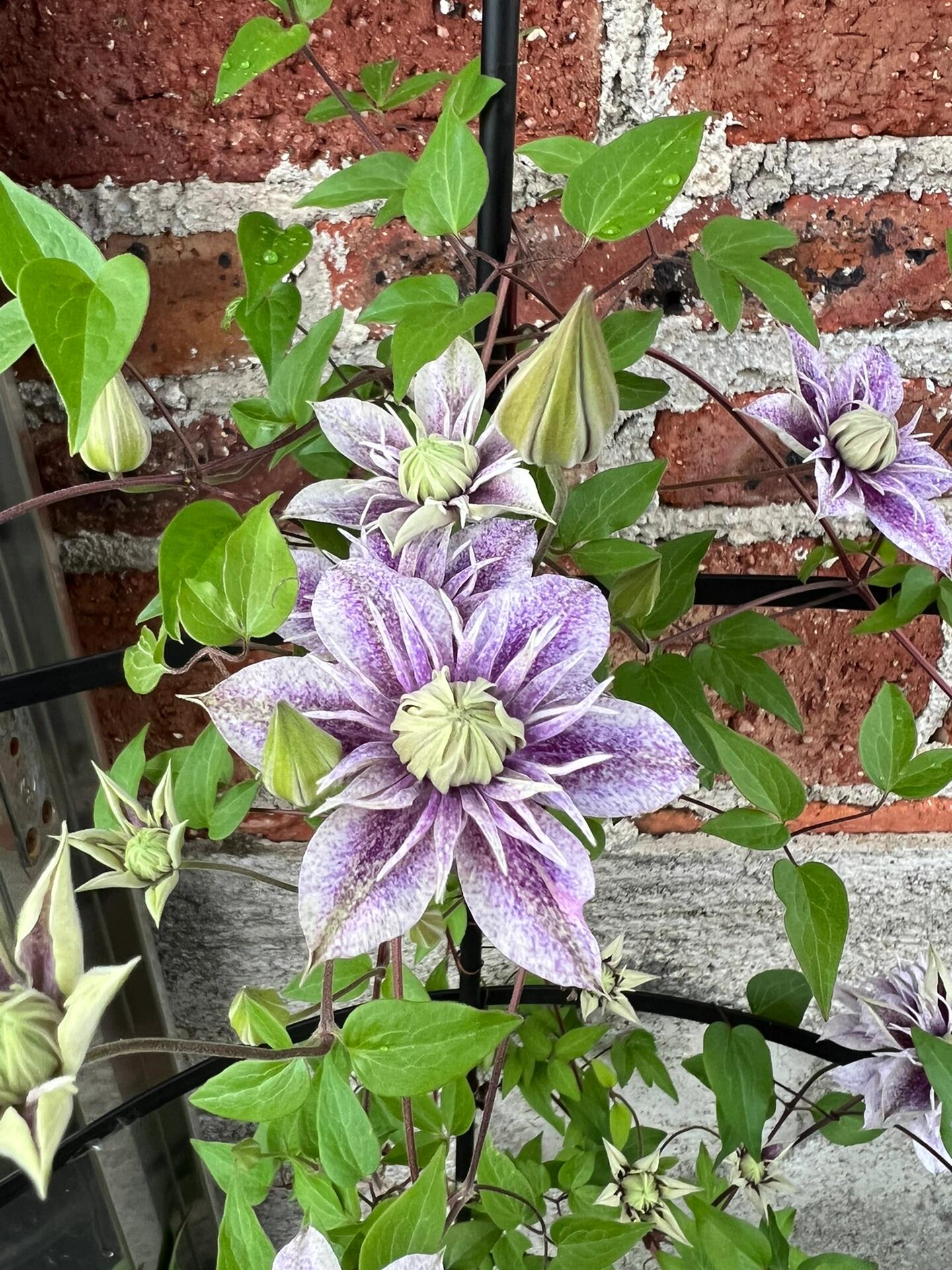 Clematis'' Minamonoyousei | みなもようせい| 水面妖精''