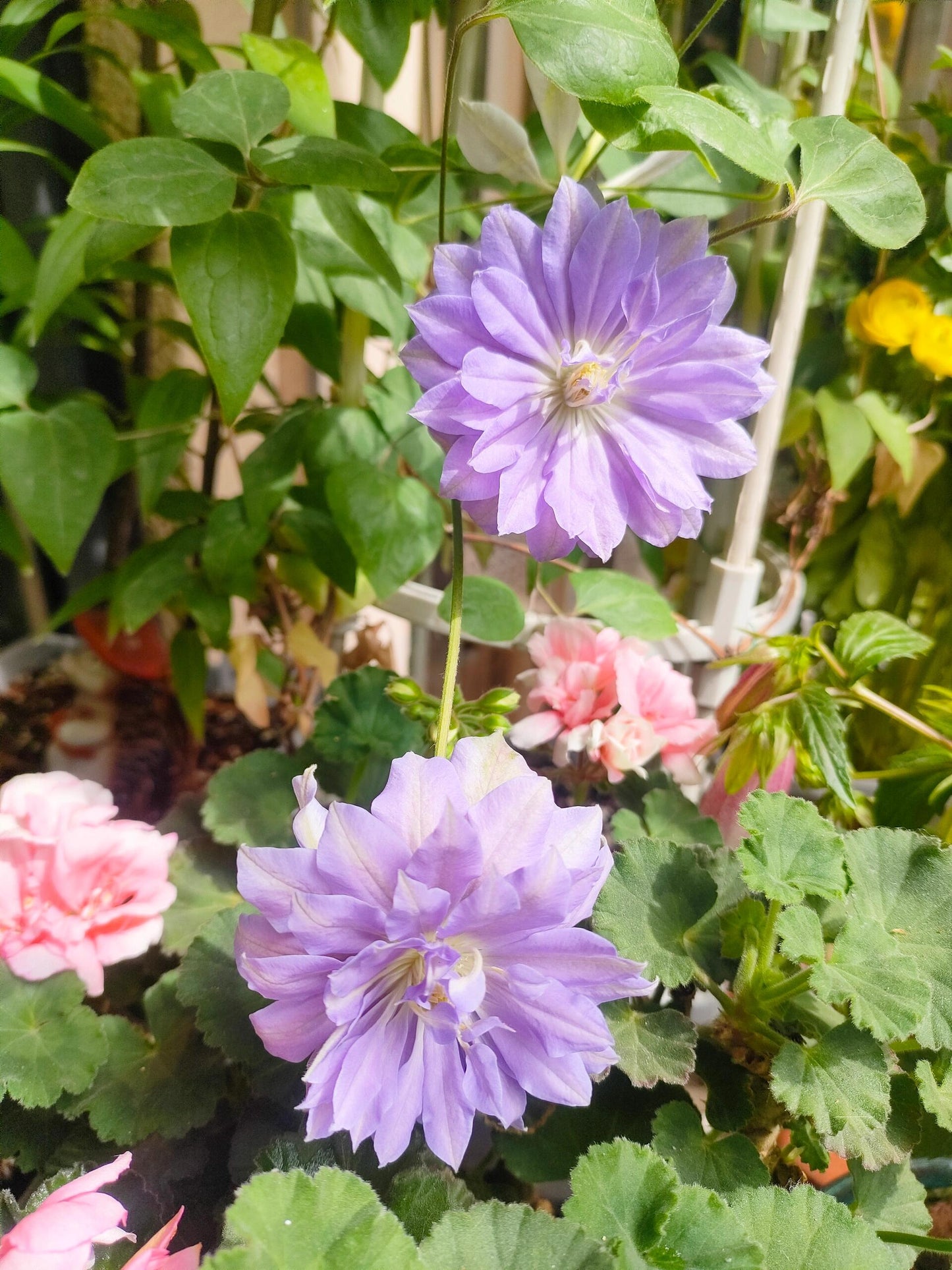 Clematis ‘’Diamond Bal| 钻石球‘’