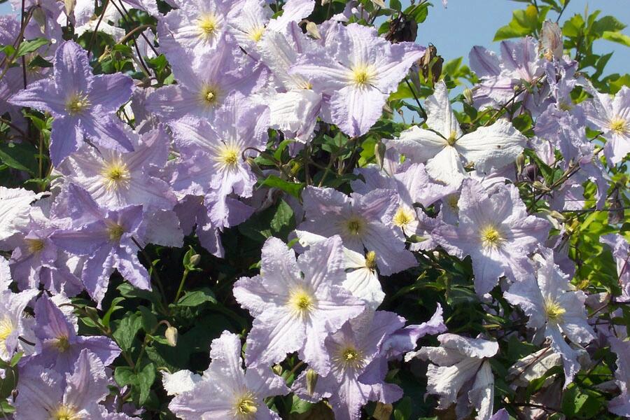 Clematis ‘’Blue Angel| あおてんし |蓝天使‘’