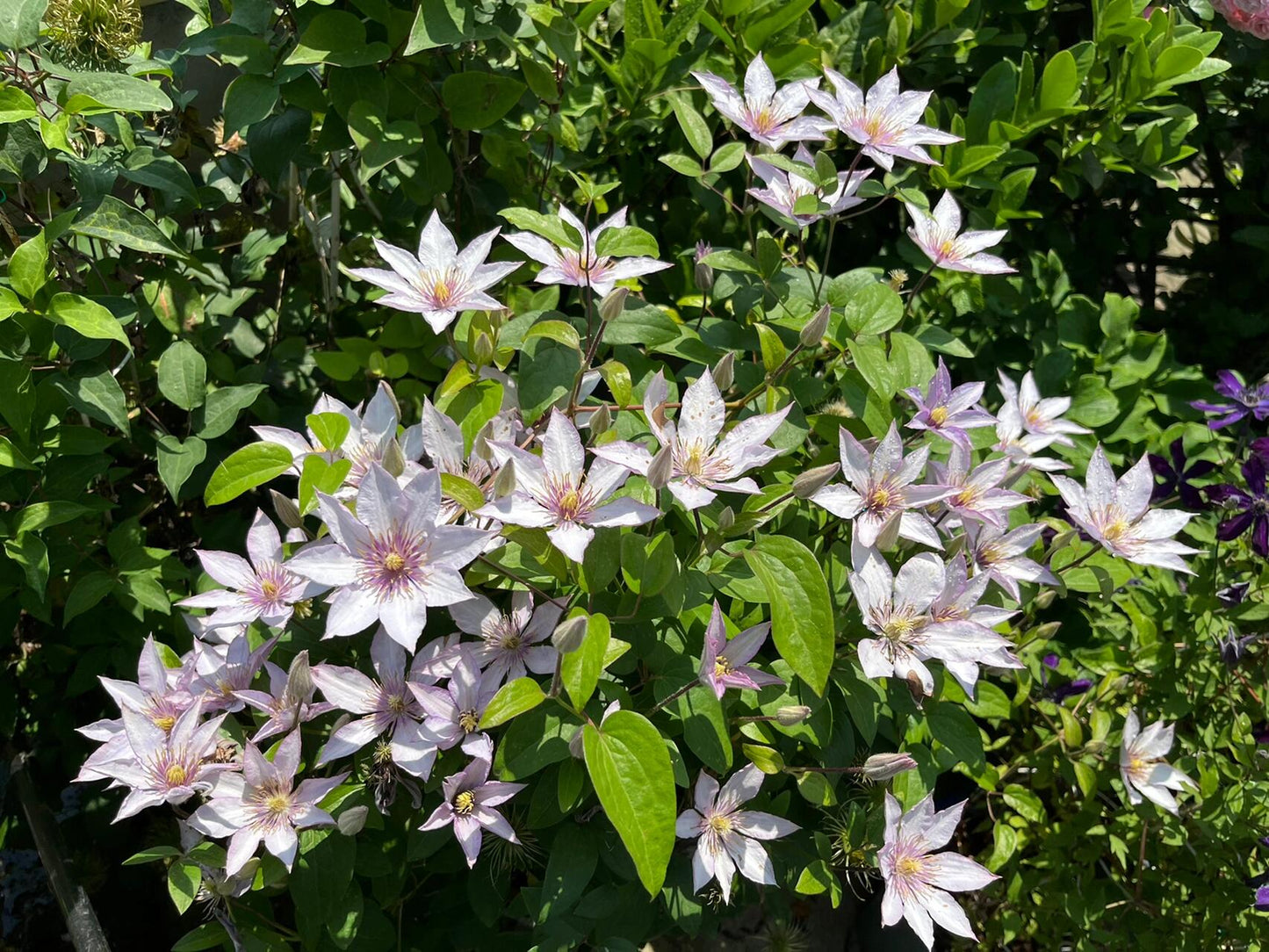 Clematis ‘’Samaritan Jo| 撒马利亚乔‘’
