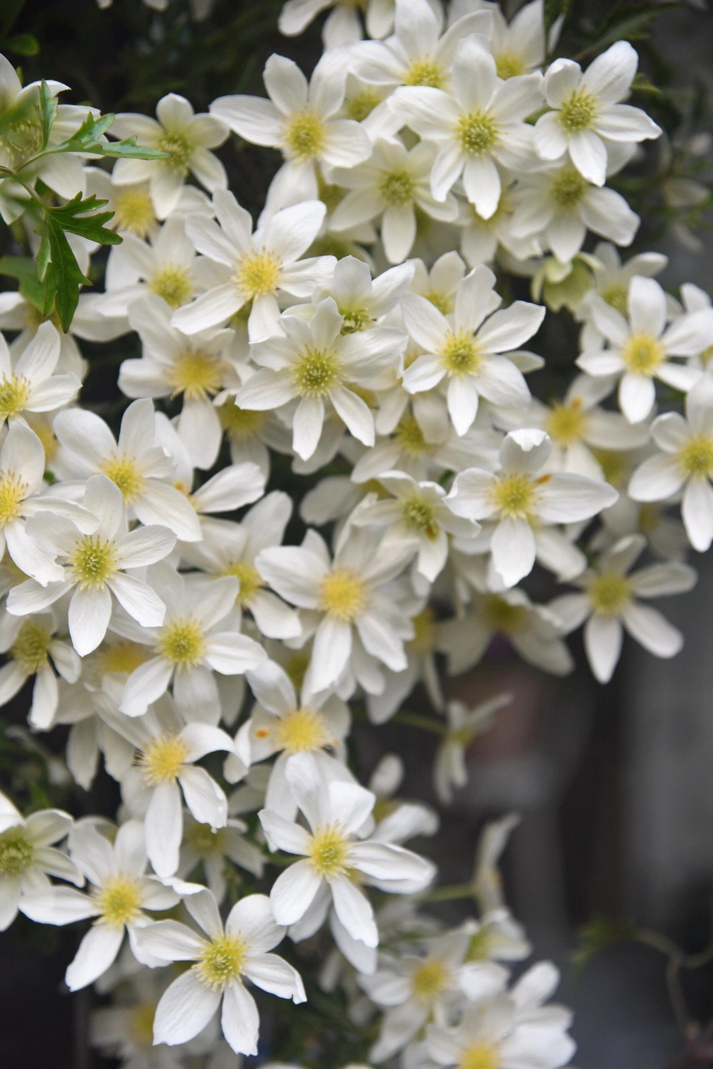 Clematis ‘’Avalanche|雪崩‘’