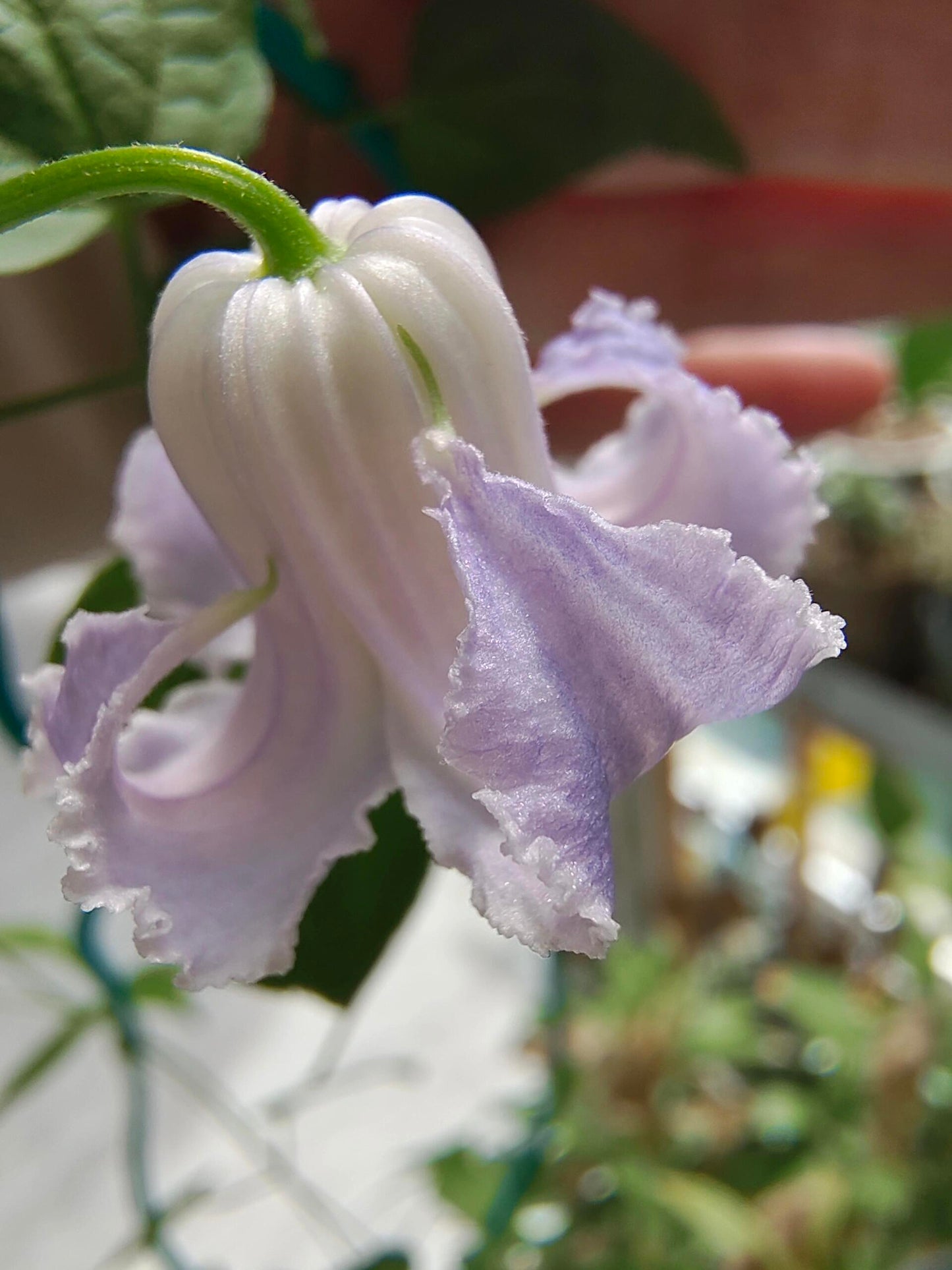 Blue Octopus Clematis ‘’クリスパ・エンジェル| Crispa Angel| 克里斯帕天使| タコクレマチス‘’