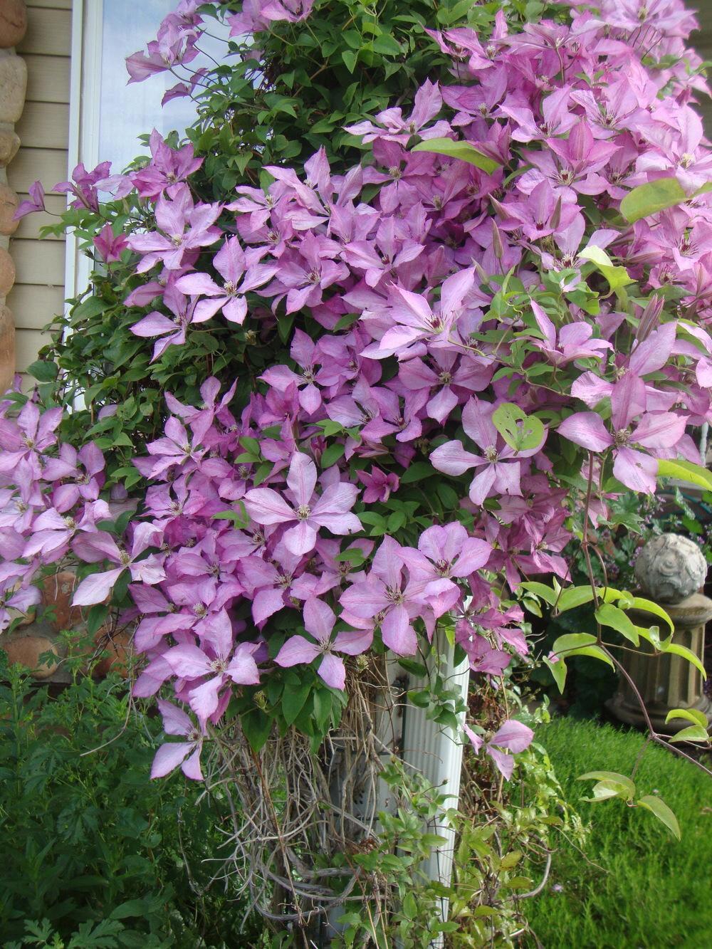 Clematis ''Giselle |吉赛尔''