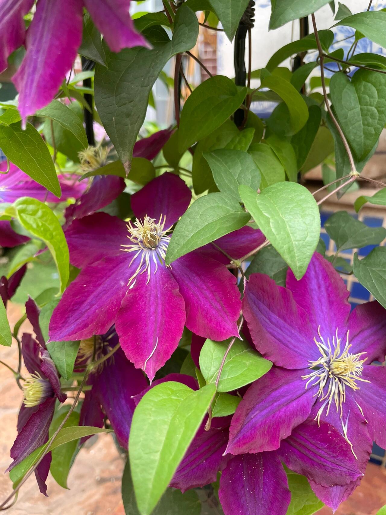 Clematis ‘’Nishiki|錦 |锦 ‘’