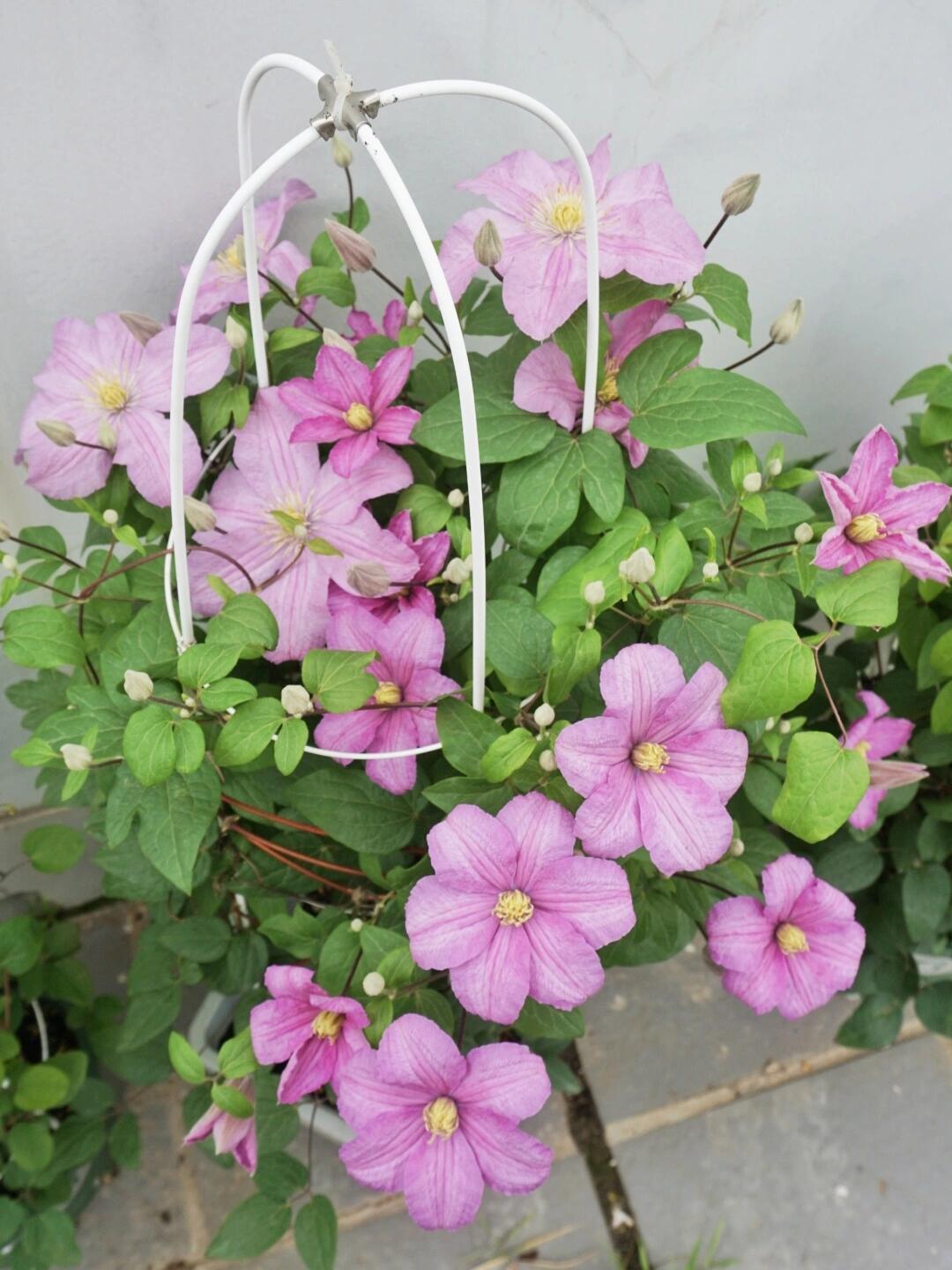 Clematis ‘’Comtesse de Bouchaud| 包查德 女侯爵‘’