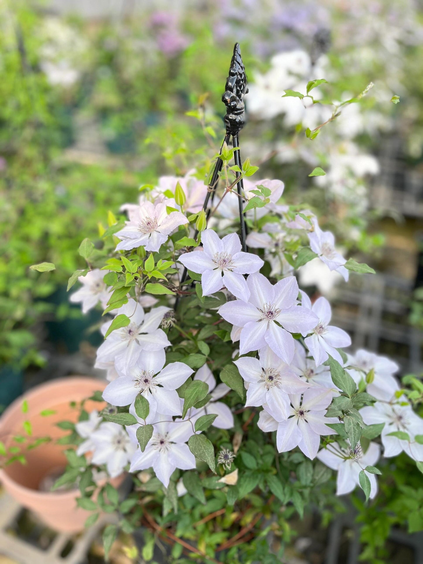 Rare Clematis ‘’Guizi|摫子‘’