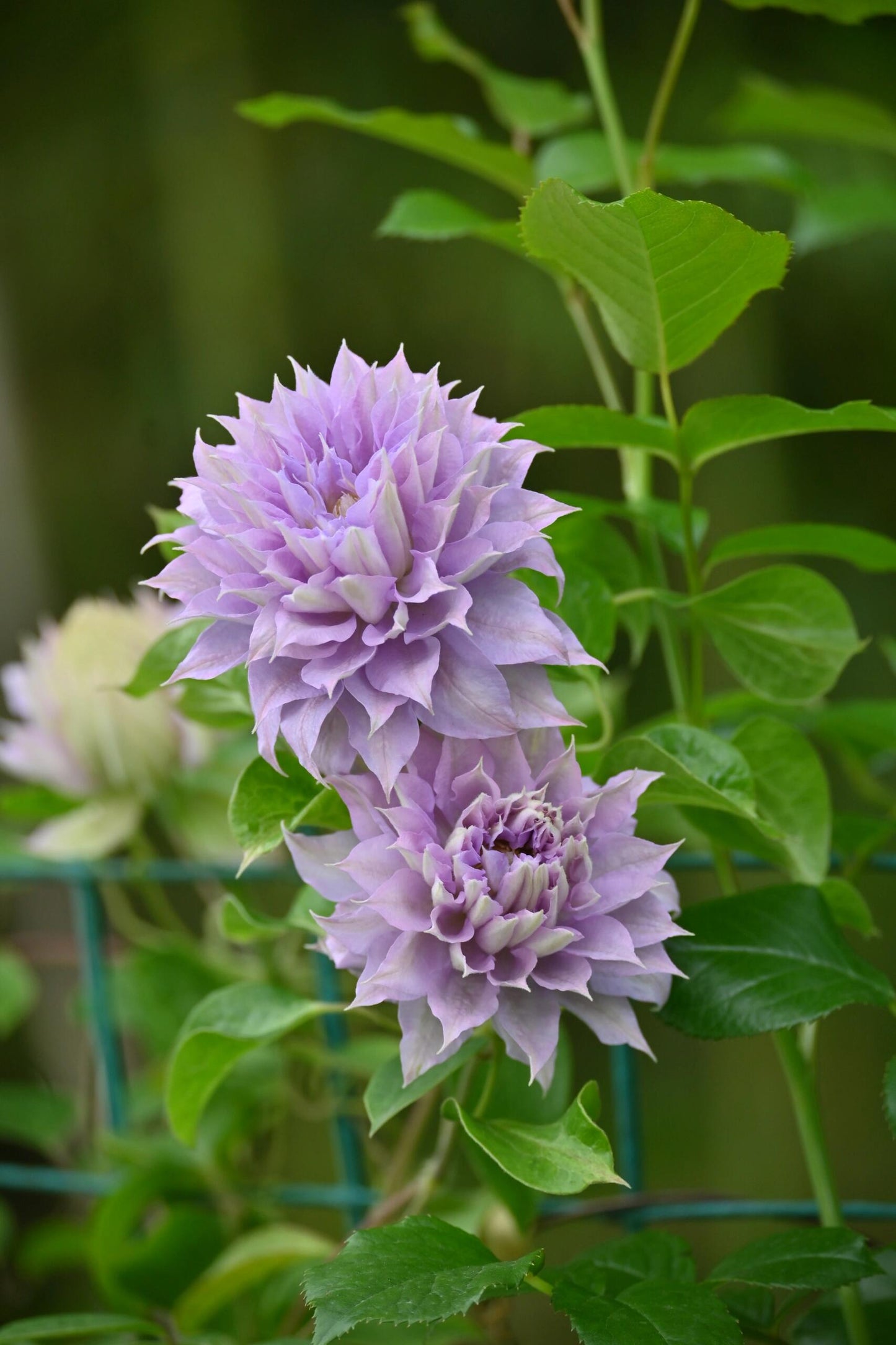Clematis ‘’Belle of Woking|ベルオブウォーキング| 沃金美女‘’