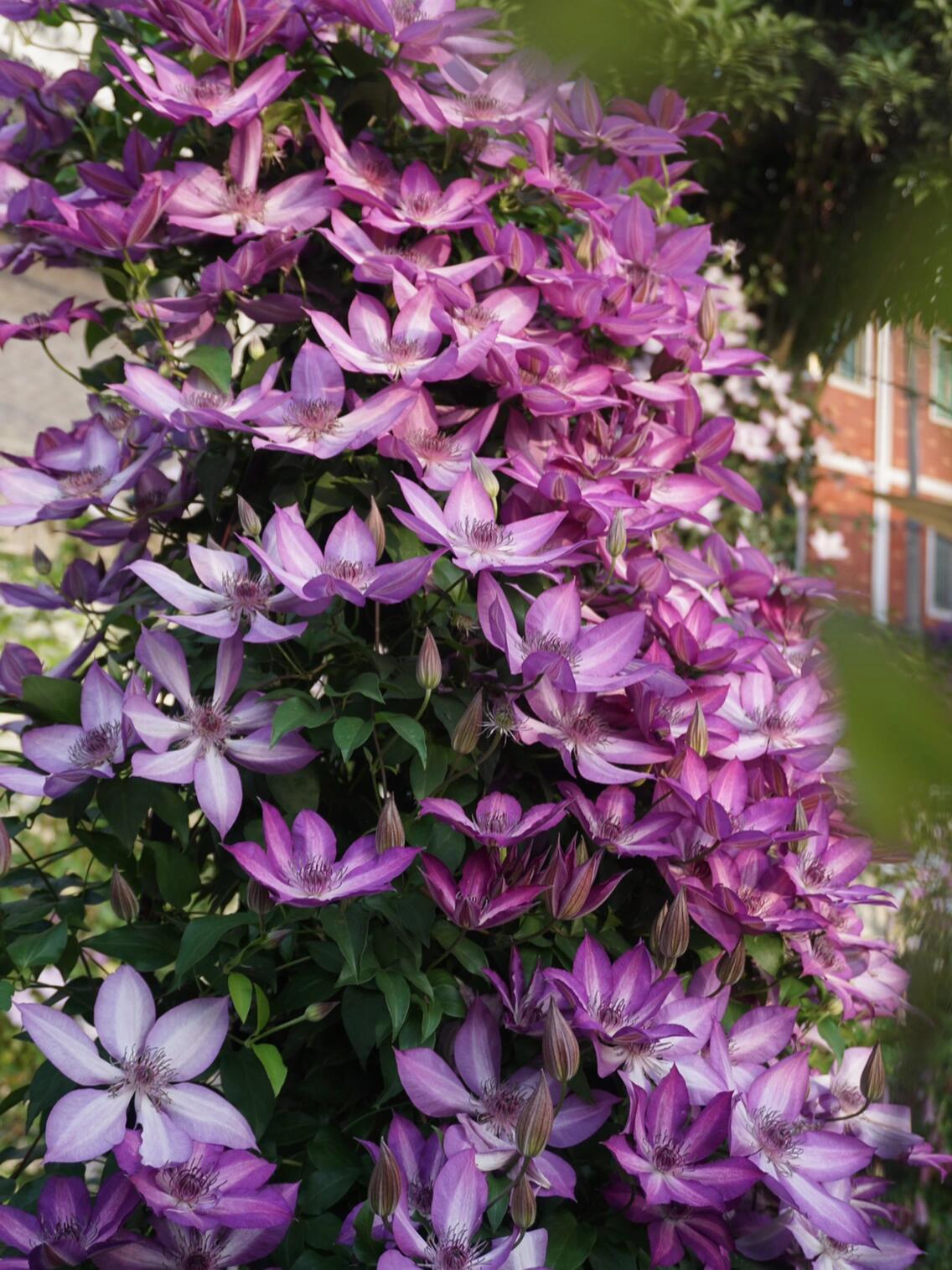 Clematis ‘’Lizard|トカゲ |蜥蜴 ‘’