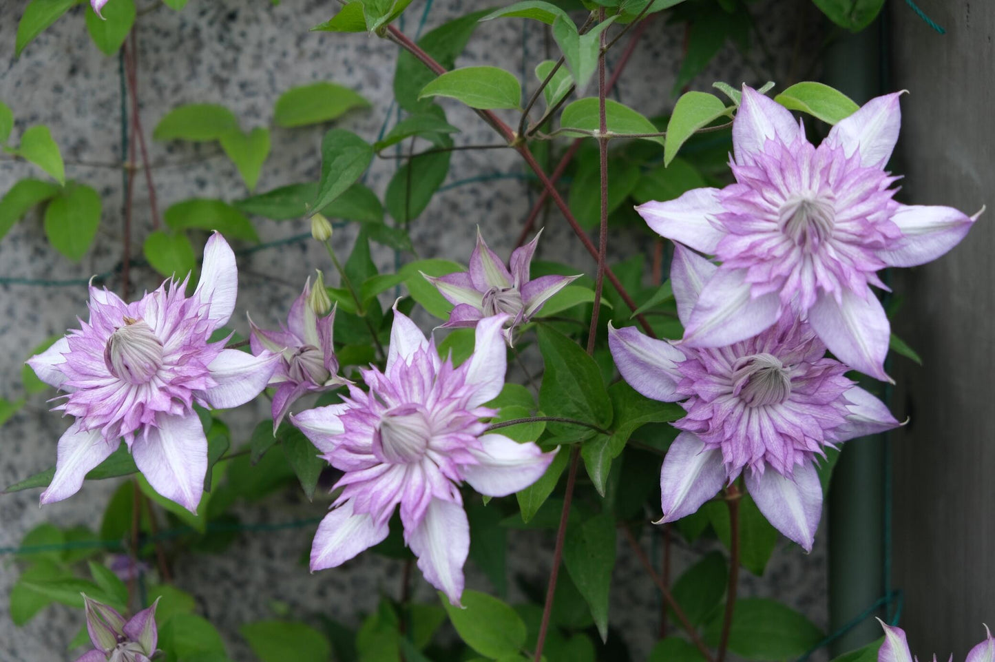 Clematis ‘’Lady Kyoko | レディ・キョウコ| 恭子小姐 ‘’