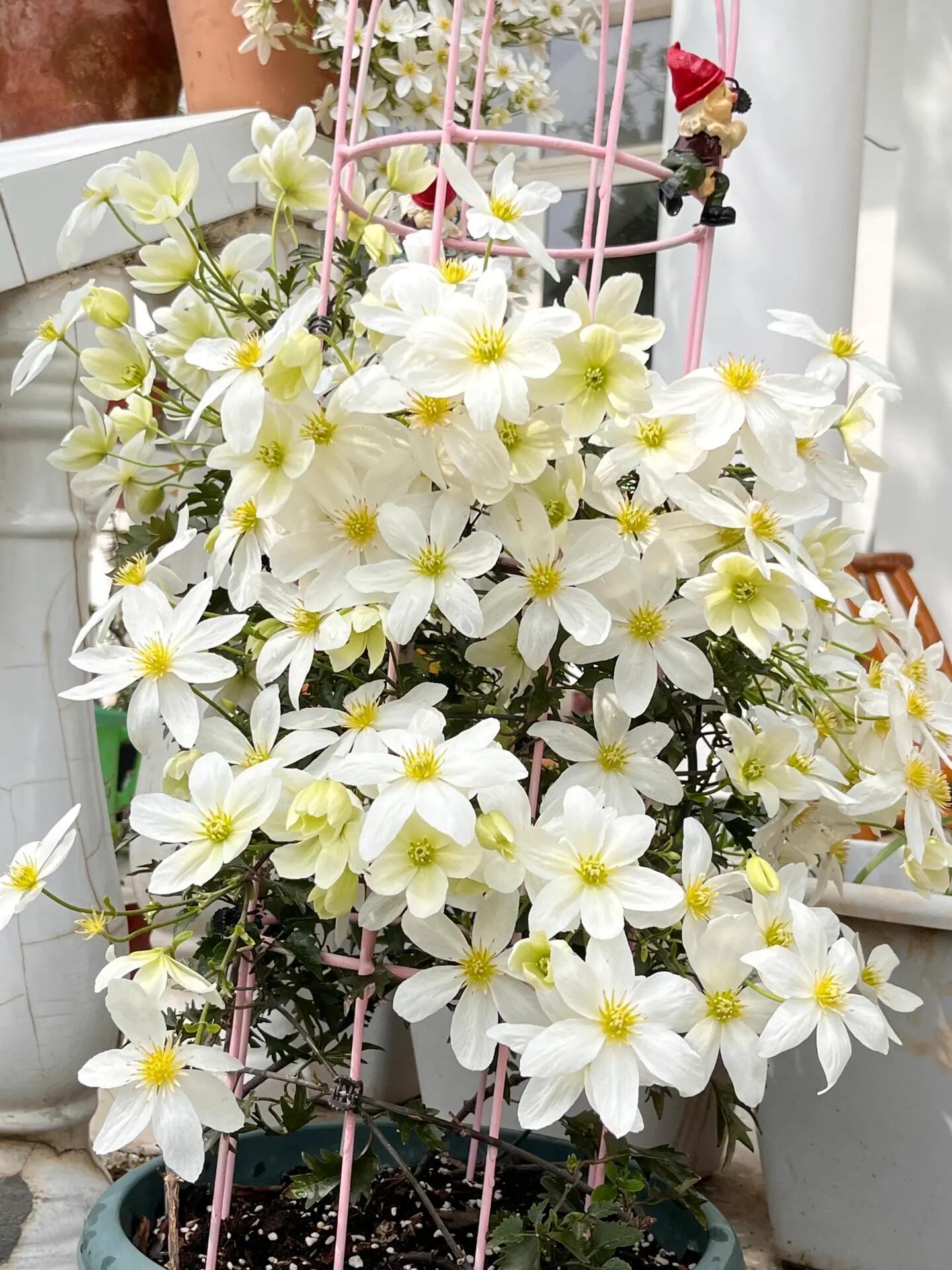 Clematis ‘’Avalanche|雪崩‘’
