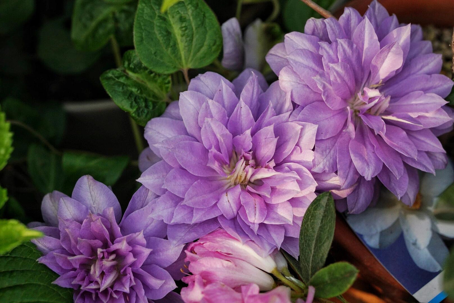 Clematis ‘’Diamond Bal| 钻石球‘’