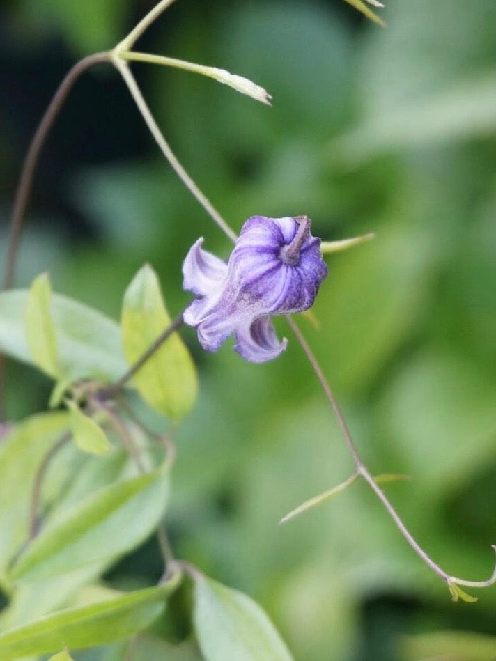Rooguchi Clematis ‘’Sumire|堇‘’