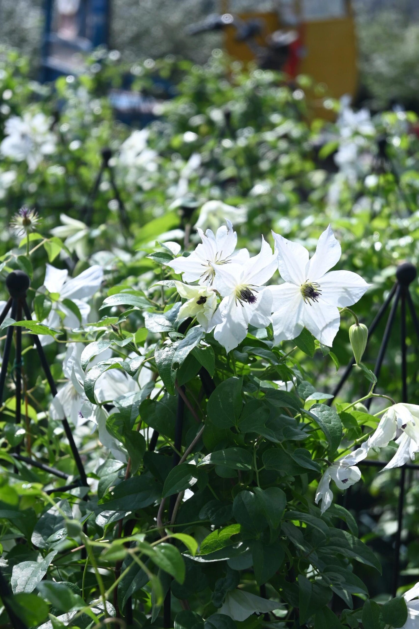 Clematis ‘’Forever Friends|Zofofri| 永远的朋友‘’