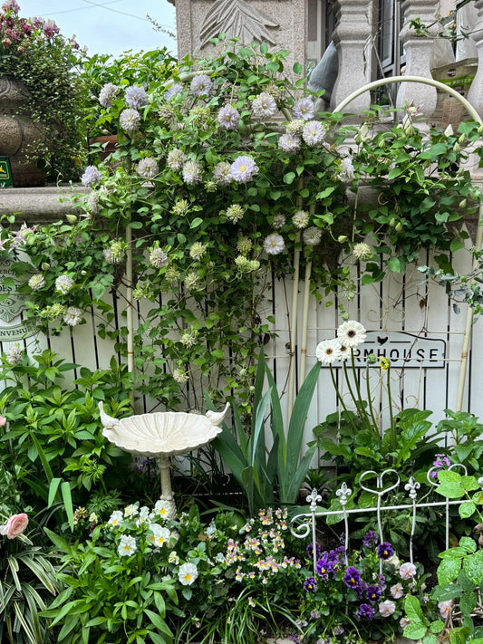 Clematis ''Ruriokoshi |ルリオコシ| 琉璃''