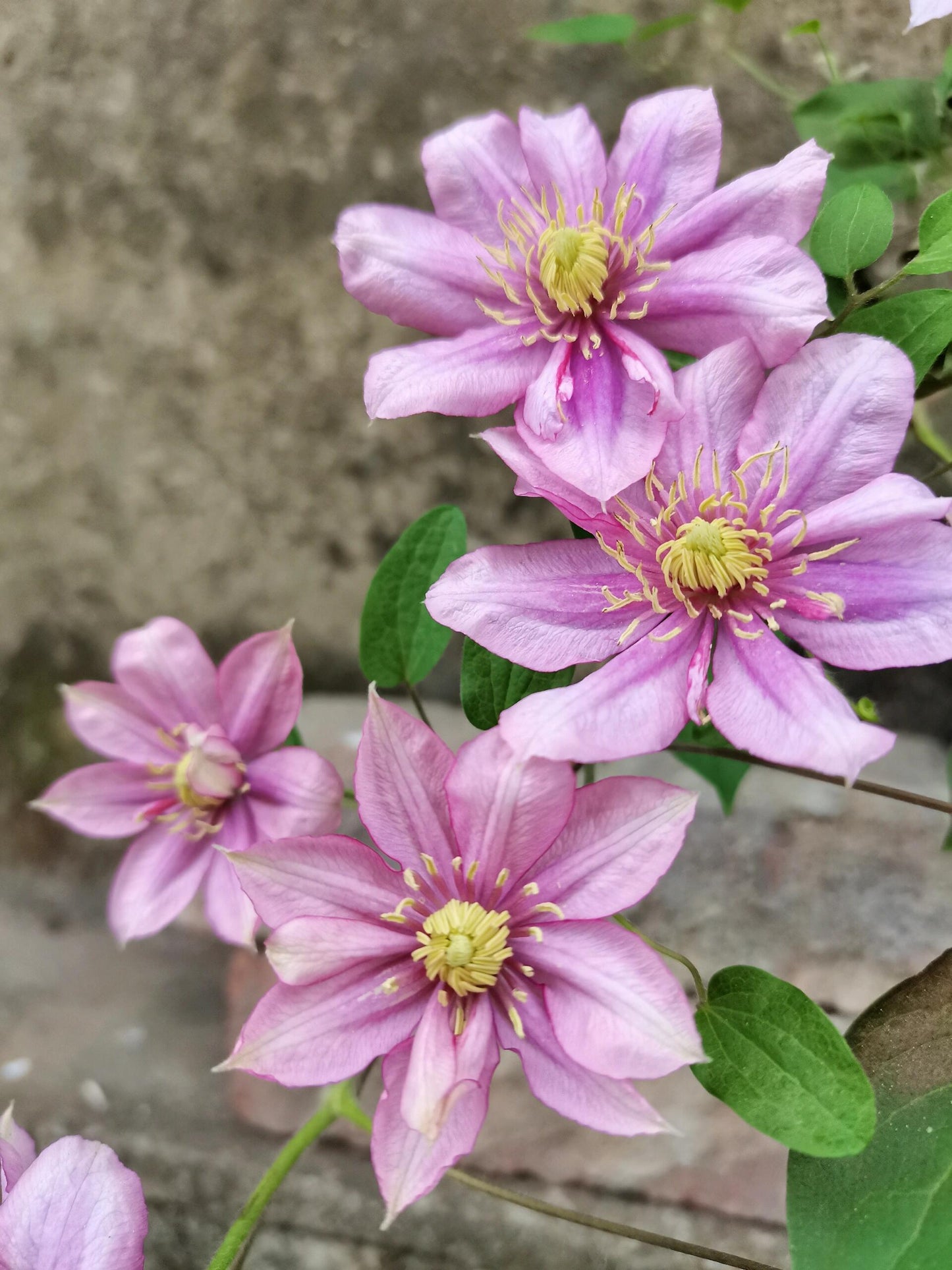 Clematis ‘’Paradiso| 天堂|帕拉迪索‘’
