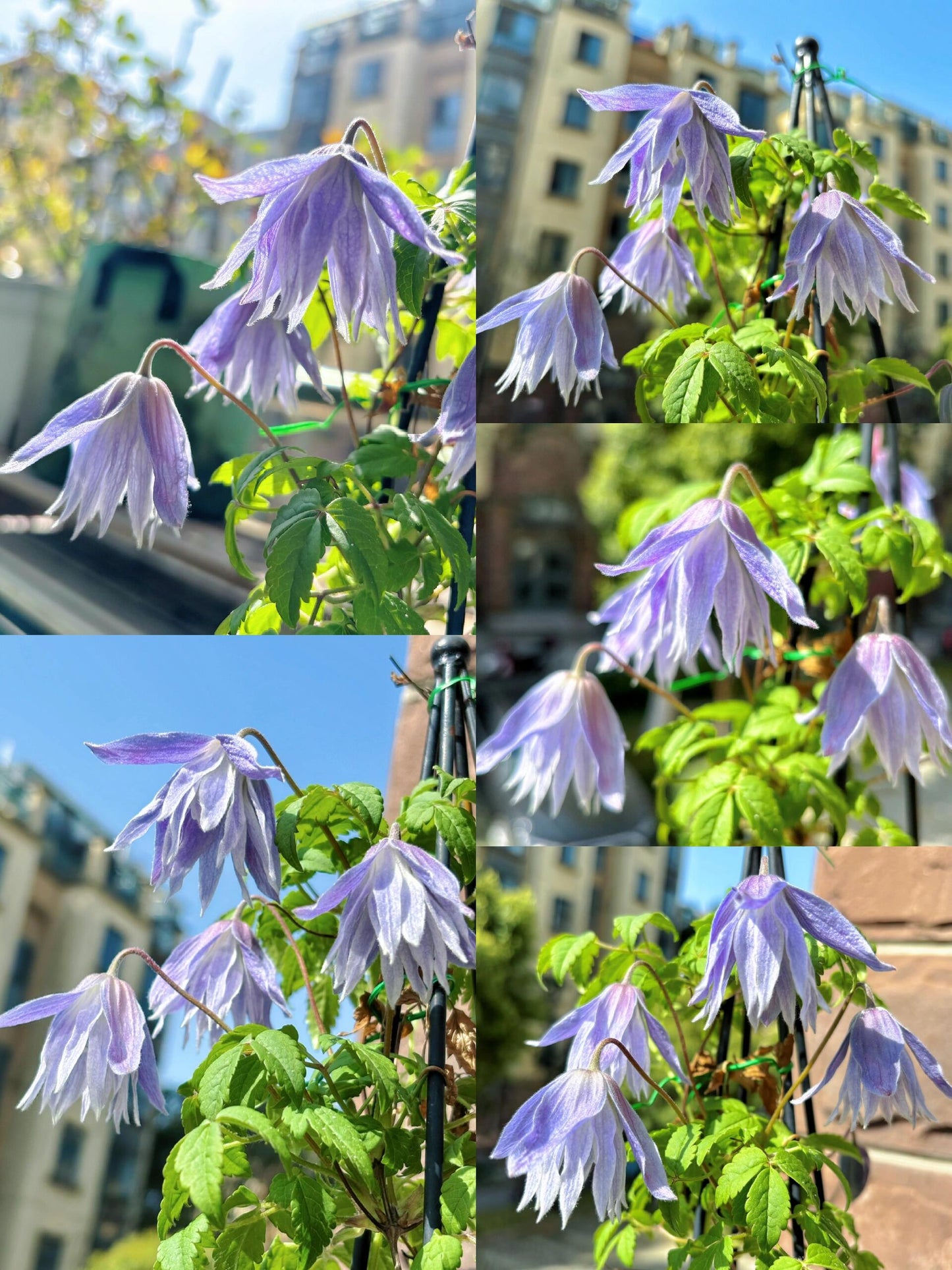 Clematis ‘’Maidwell Hall|梅德维尔‘’