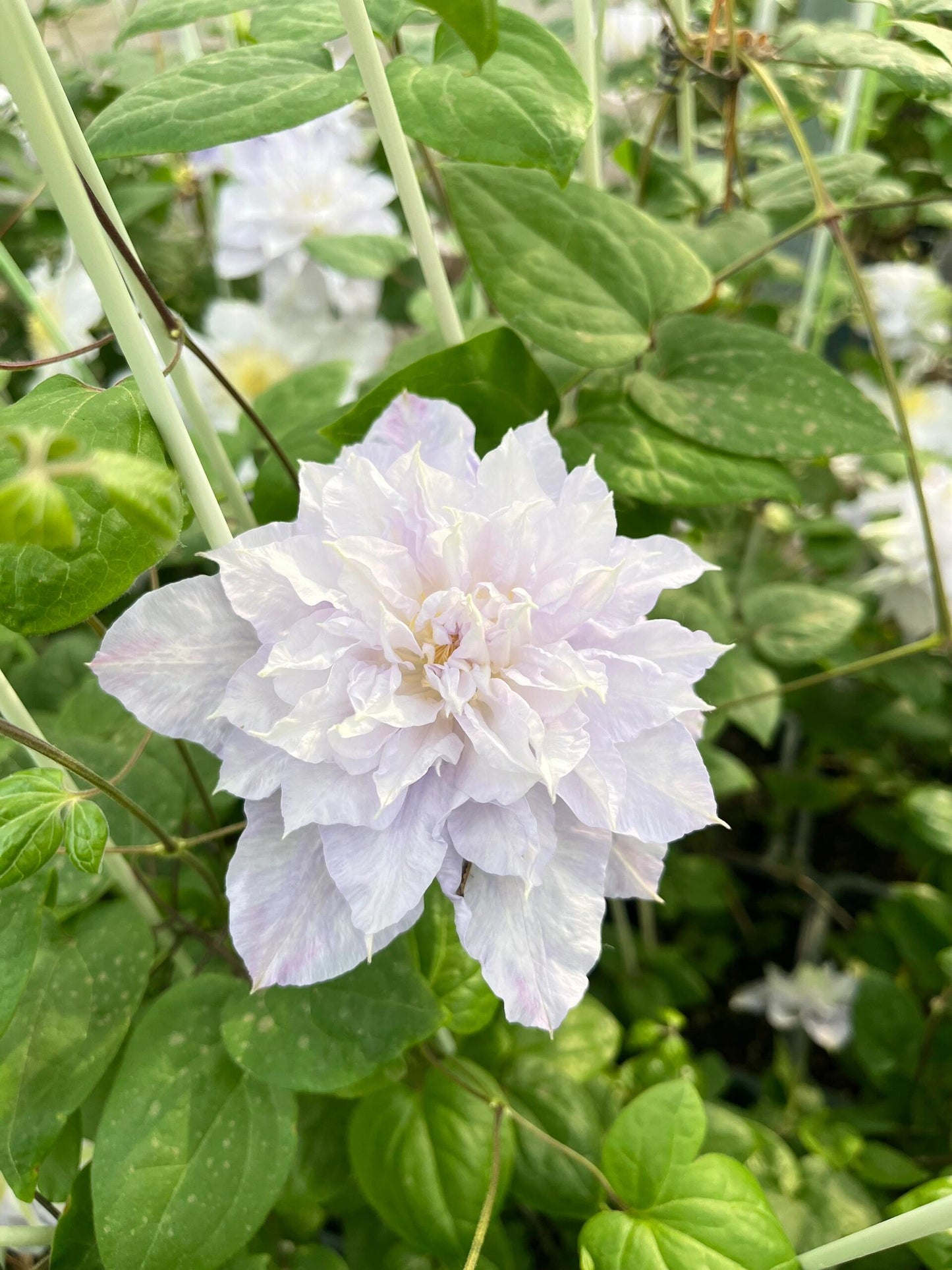 Clematis ‘’Veronica's choice|维罗妮卡的选择‘’