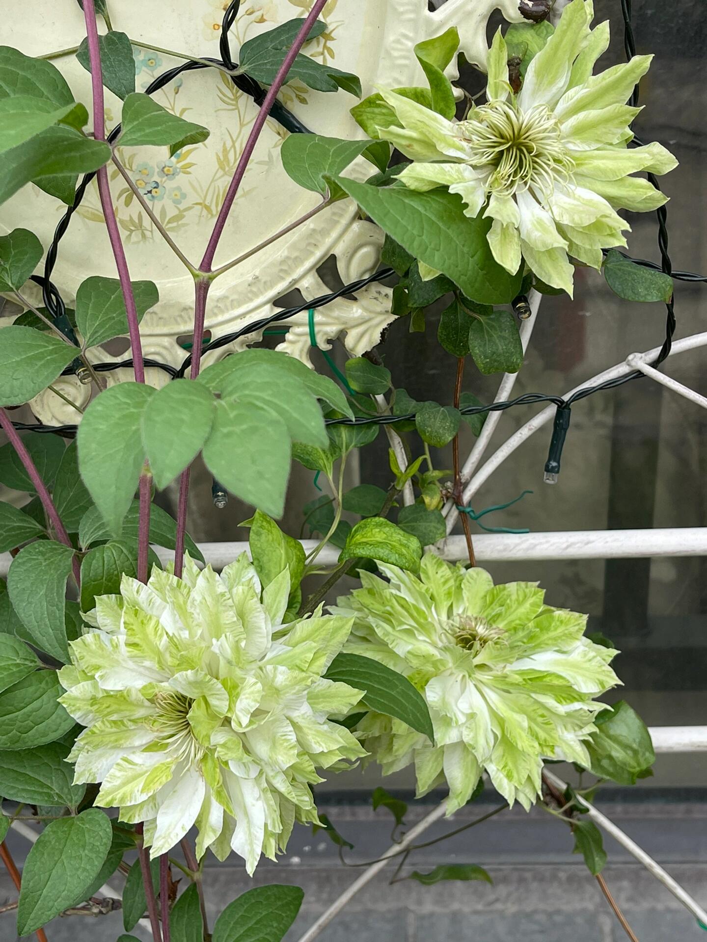 Clematis - ‘’Sen no kaze|千の風|风之森林‘’