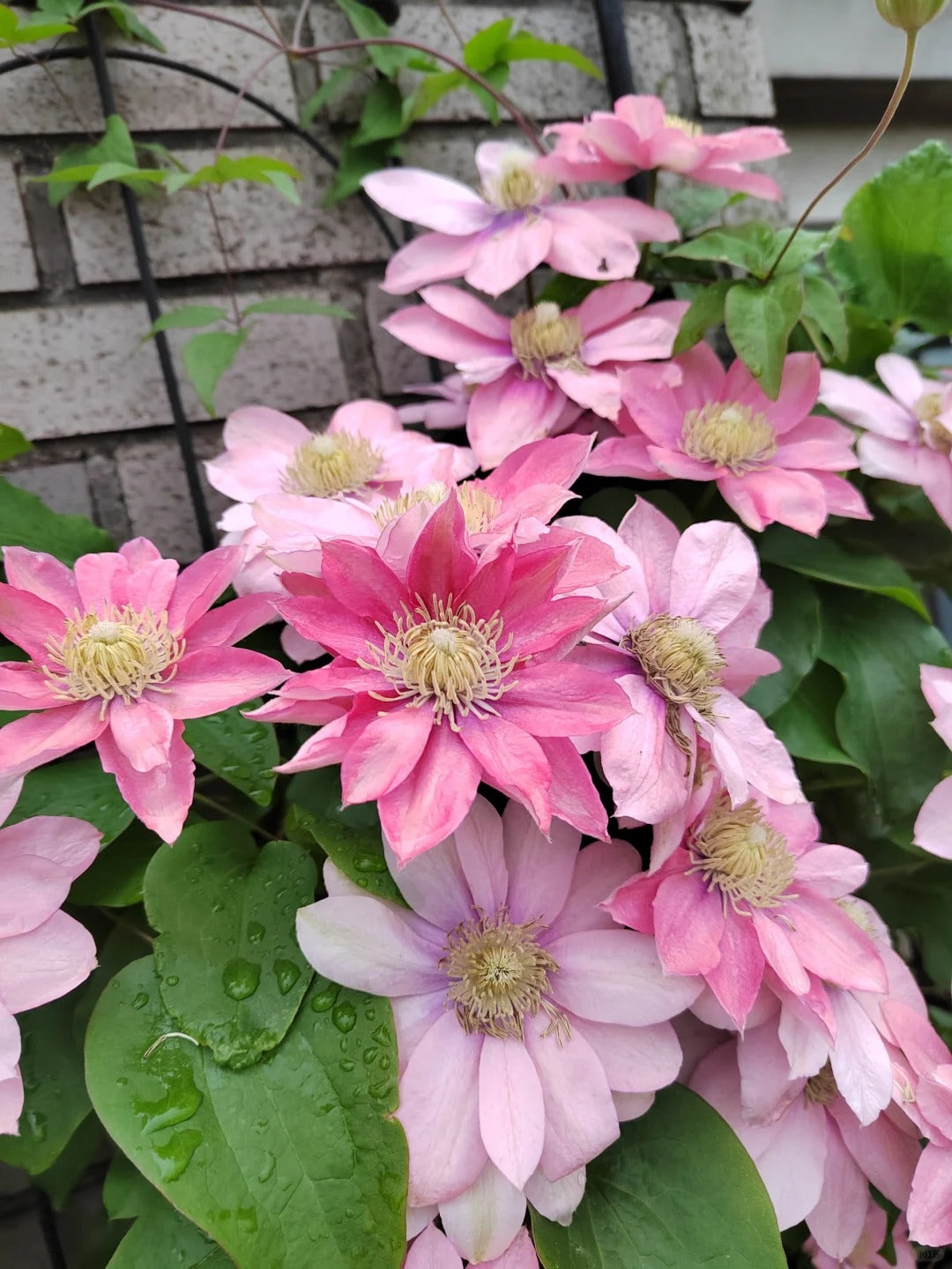 Clematis ‘’Little Mermaid | 小美人鱼‘’