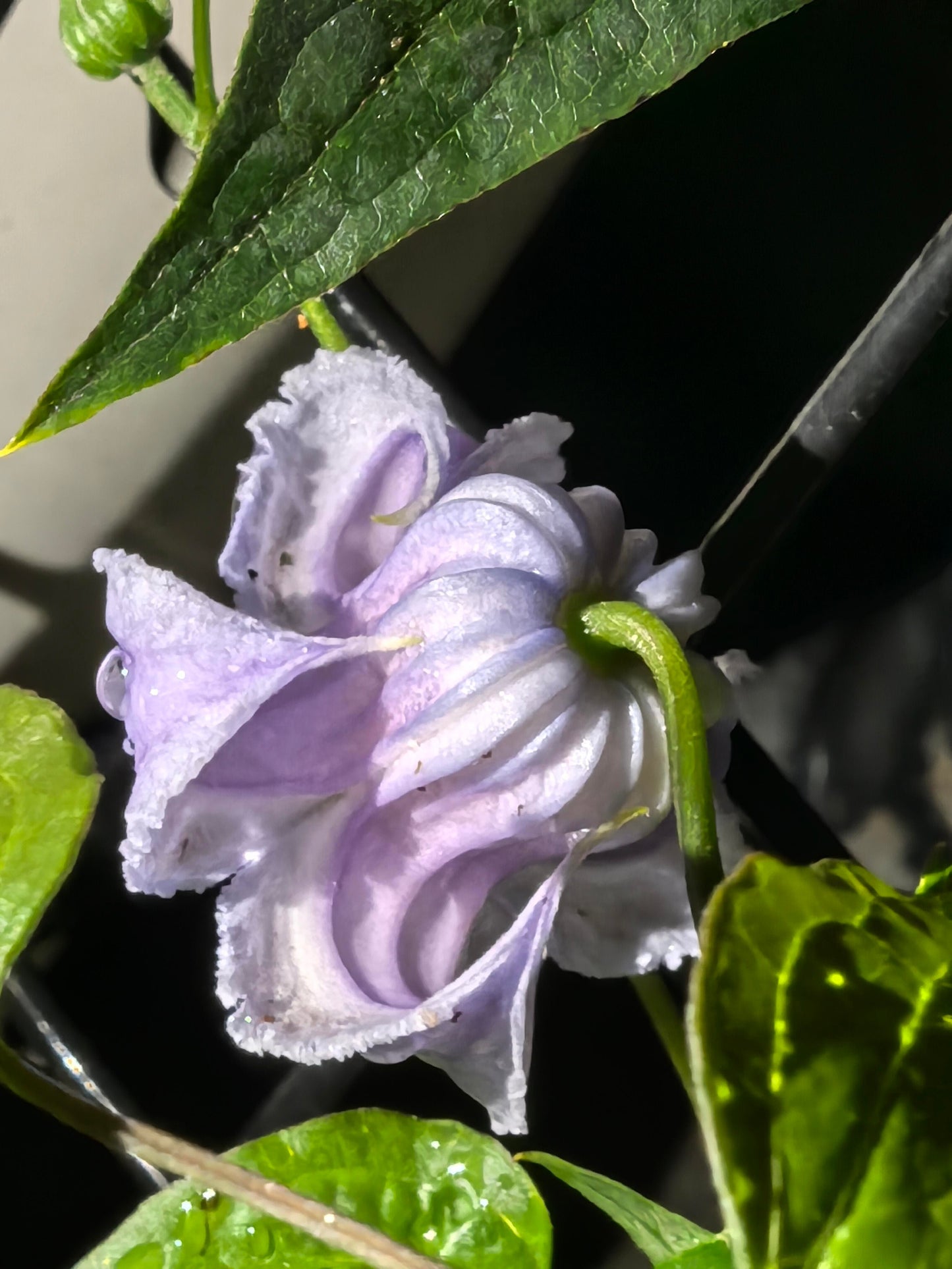 Blue Octopus Clematis ‘’クリスパ・エンジェル| Crispa Angel| 克里斯帕天使| タコクレマチス‘’