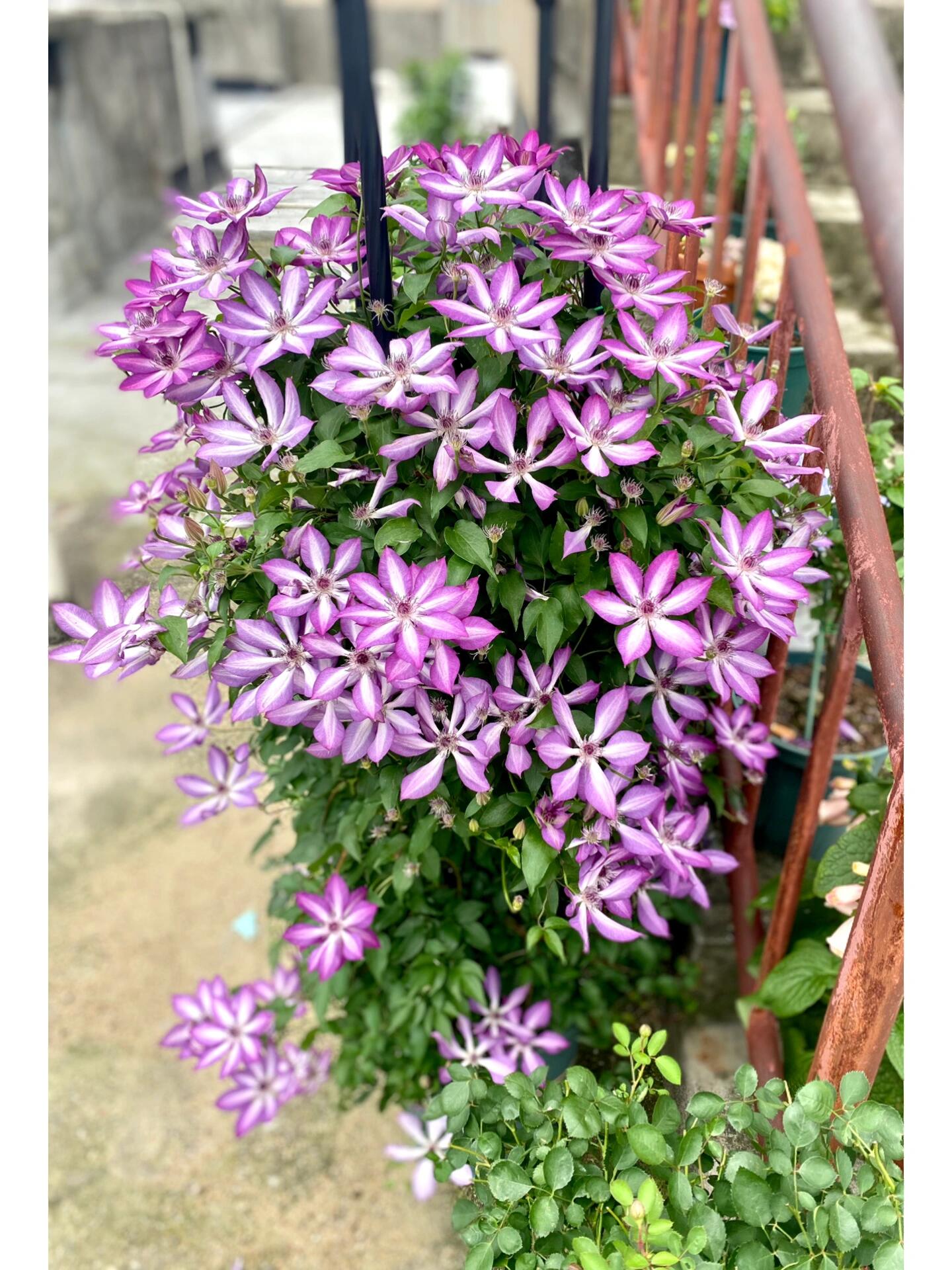 Clematis ‘’Lizard|トカゲ |蜥蜴 ‘’