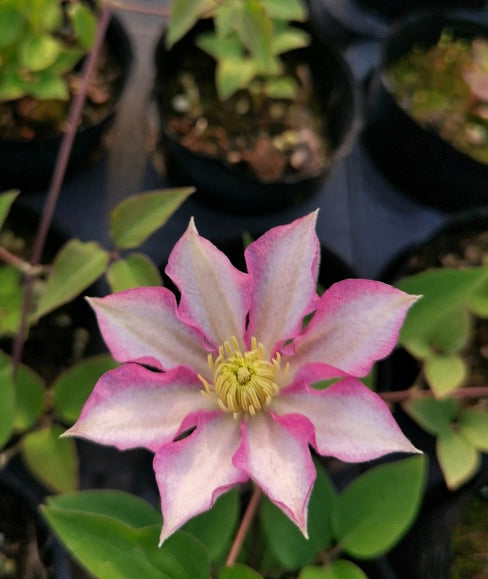 Clematis ''八つ橋|Yatsuhashi |八桥''