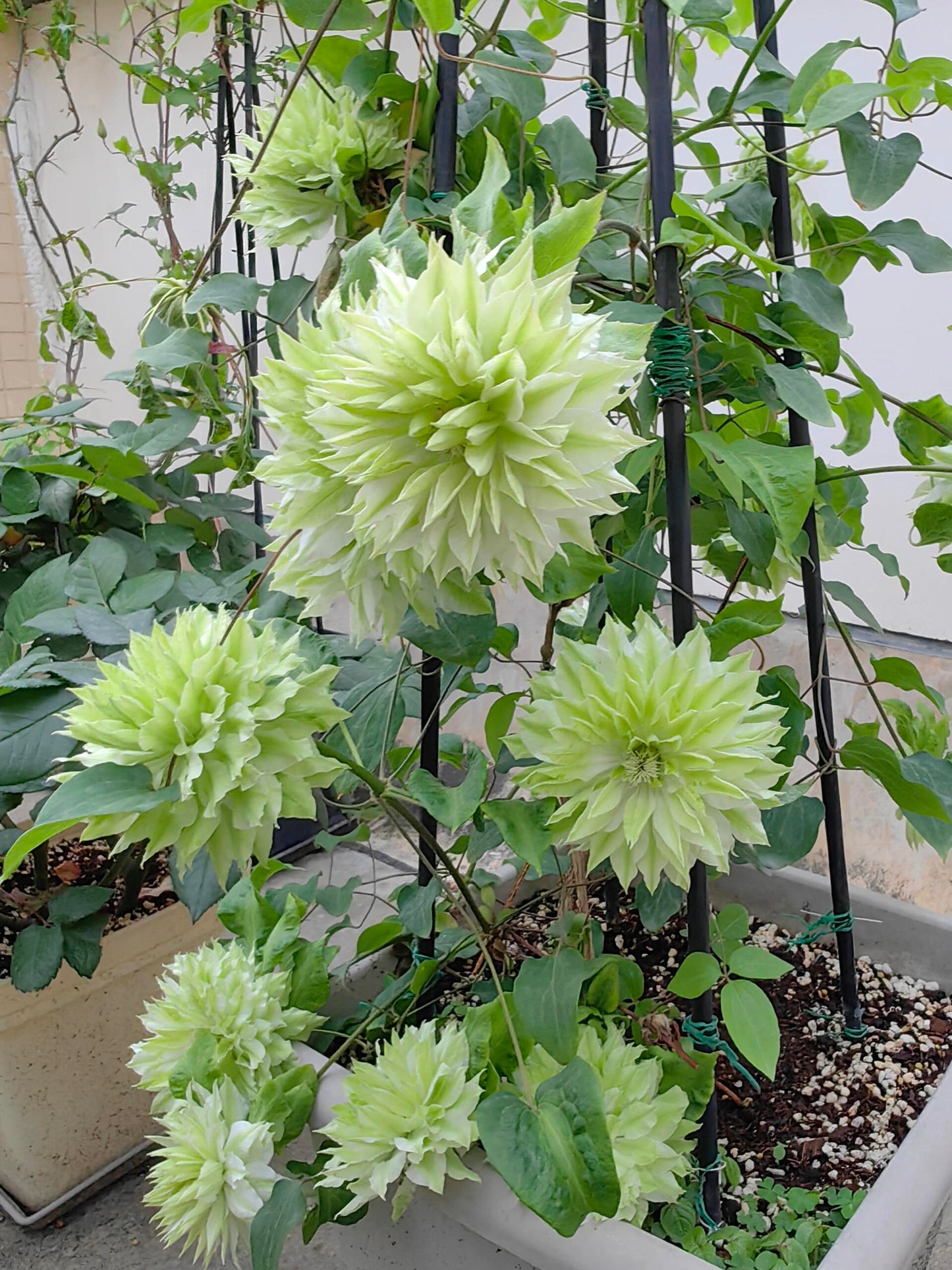 Clematis - ‘’Sen no kaze|千の風|风之森林‘’