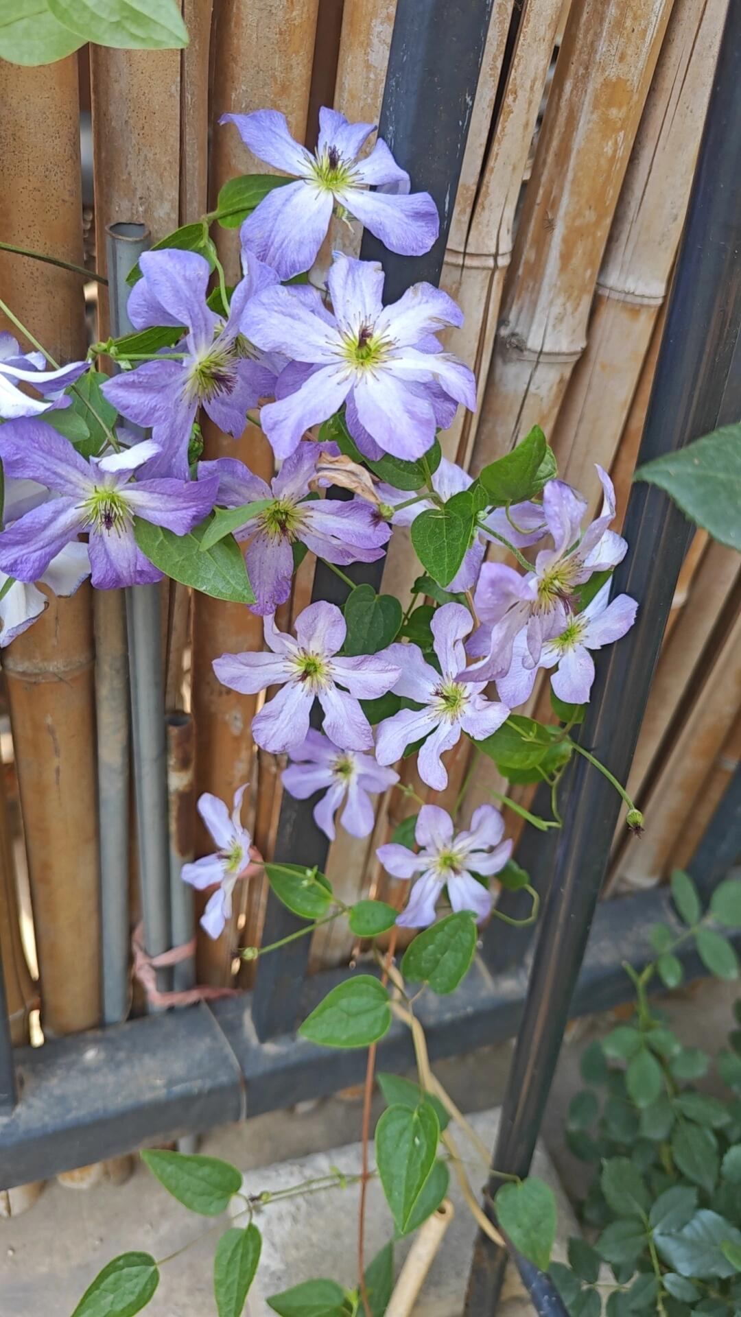 Clematis ‘’Sea Breeze|海风‘’