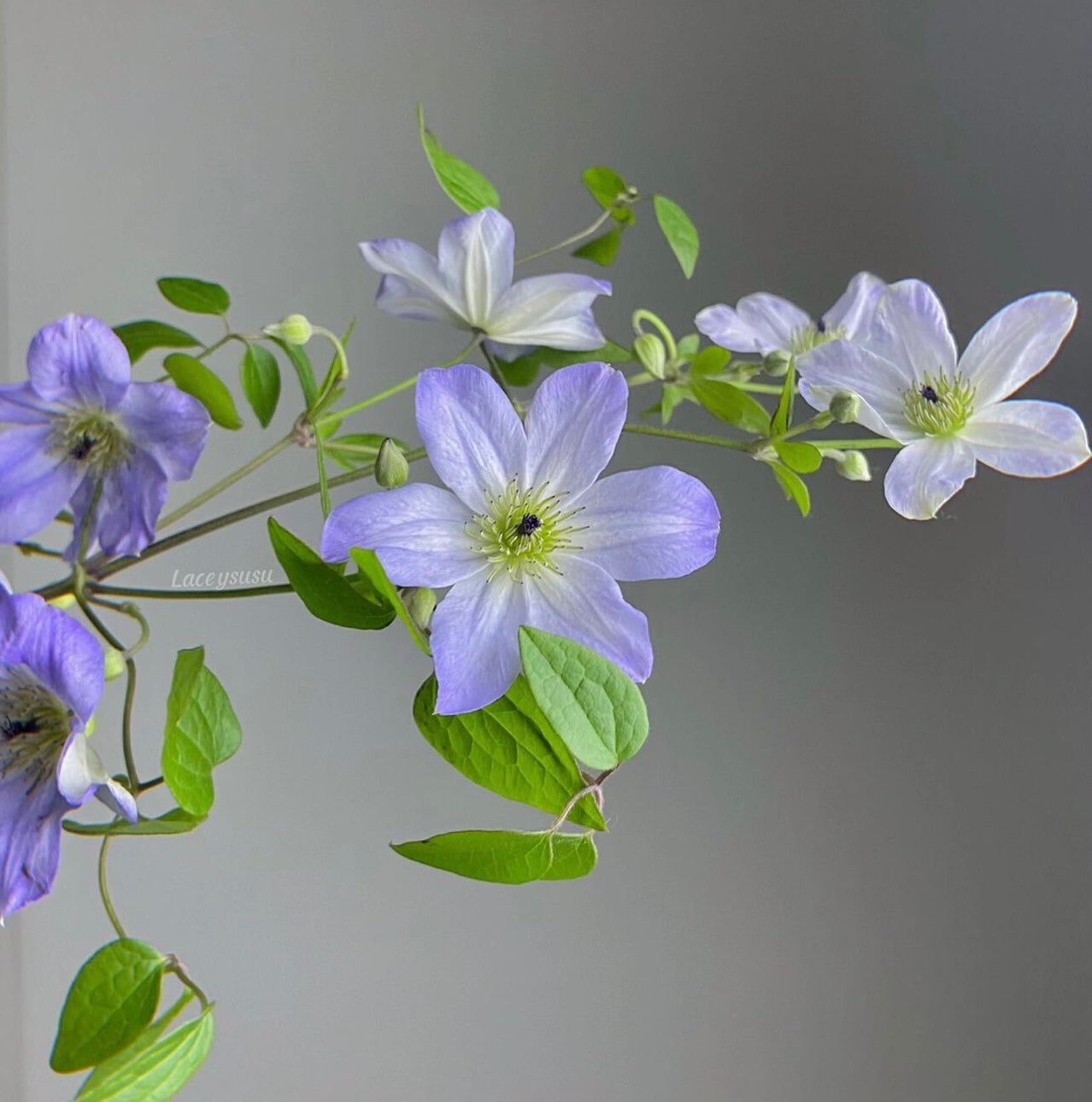 Clematis ‘’Sea Breeze|海风‘’