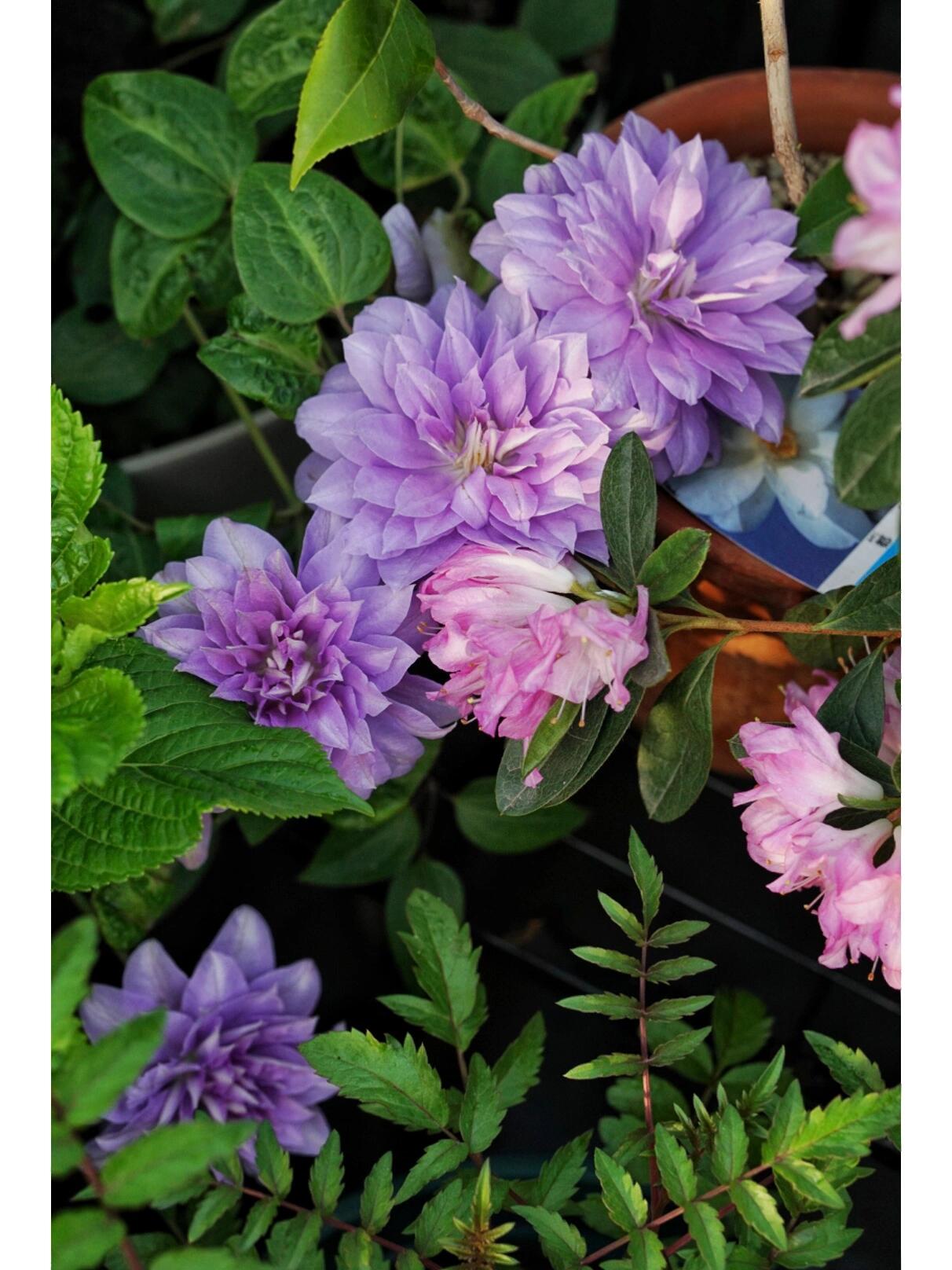 Clematis ‘’Diamond Bal| 钻石球‘’