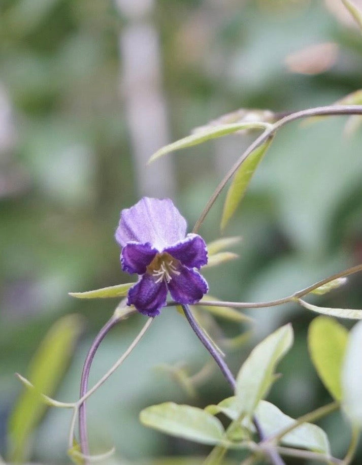 Rooguchi Clematis ‘’Sumire|堇‘’