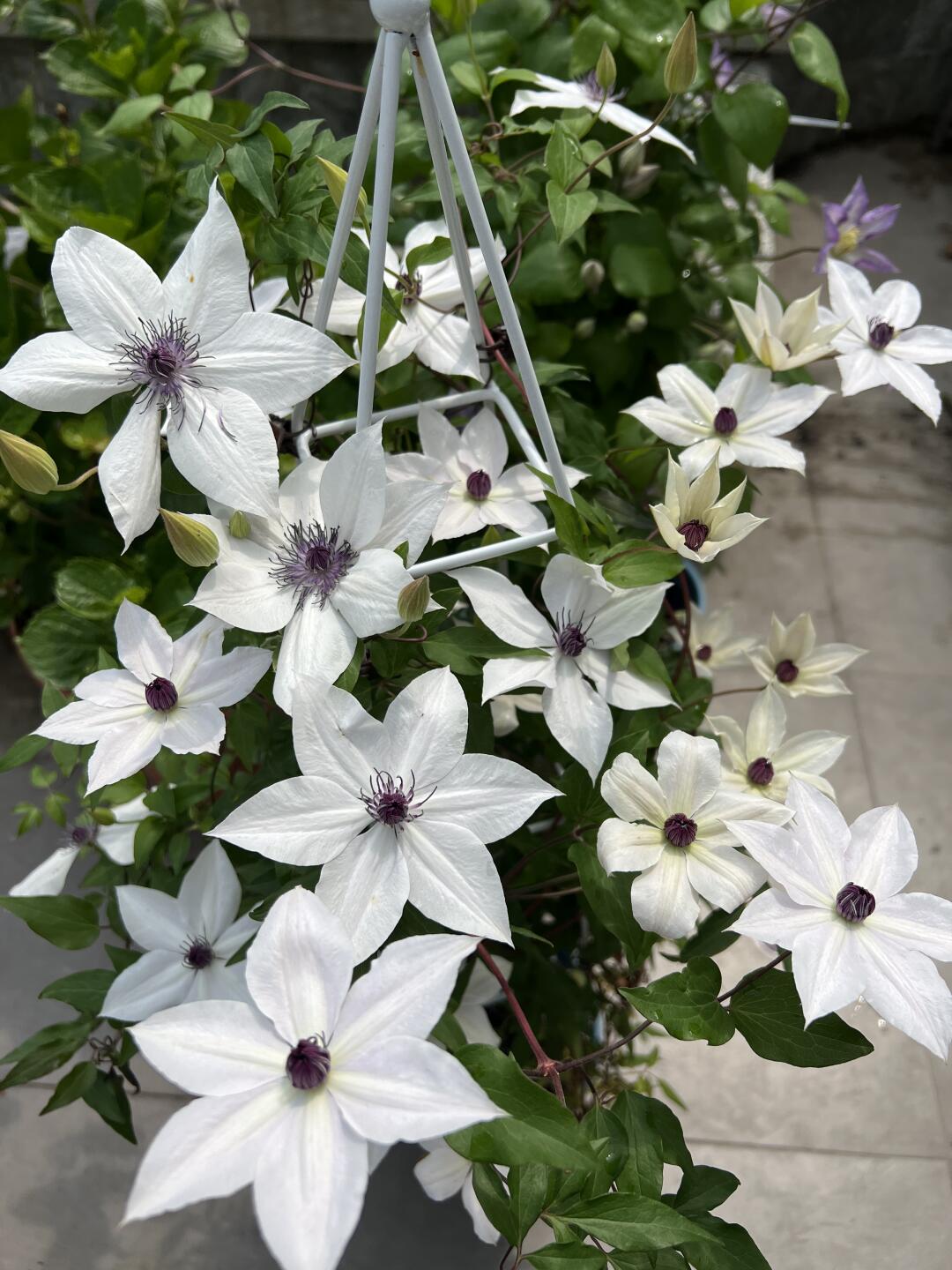 Rare Clematis ‘’Guizi|摫子‘’