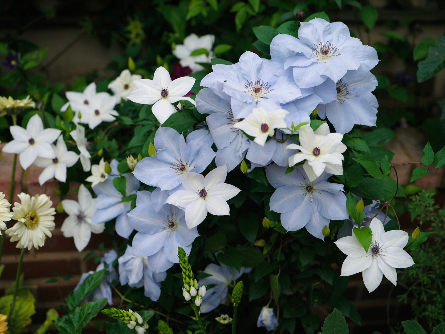 Clematis ‘’Blue Cotillion|蓝色龙沙舞‘’