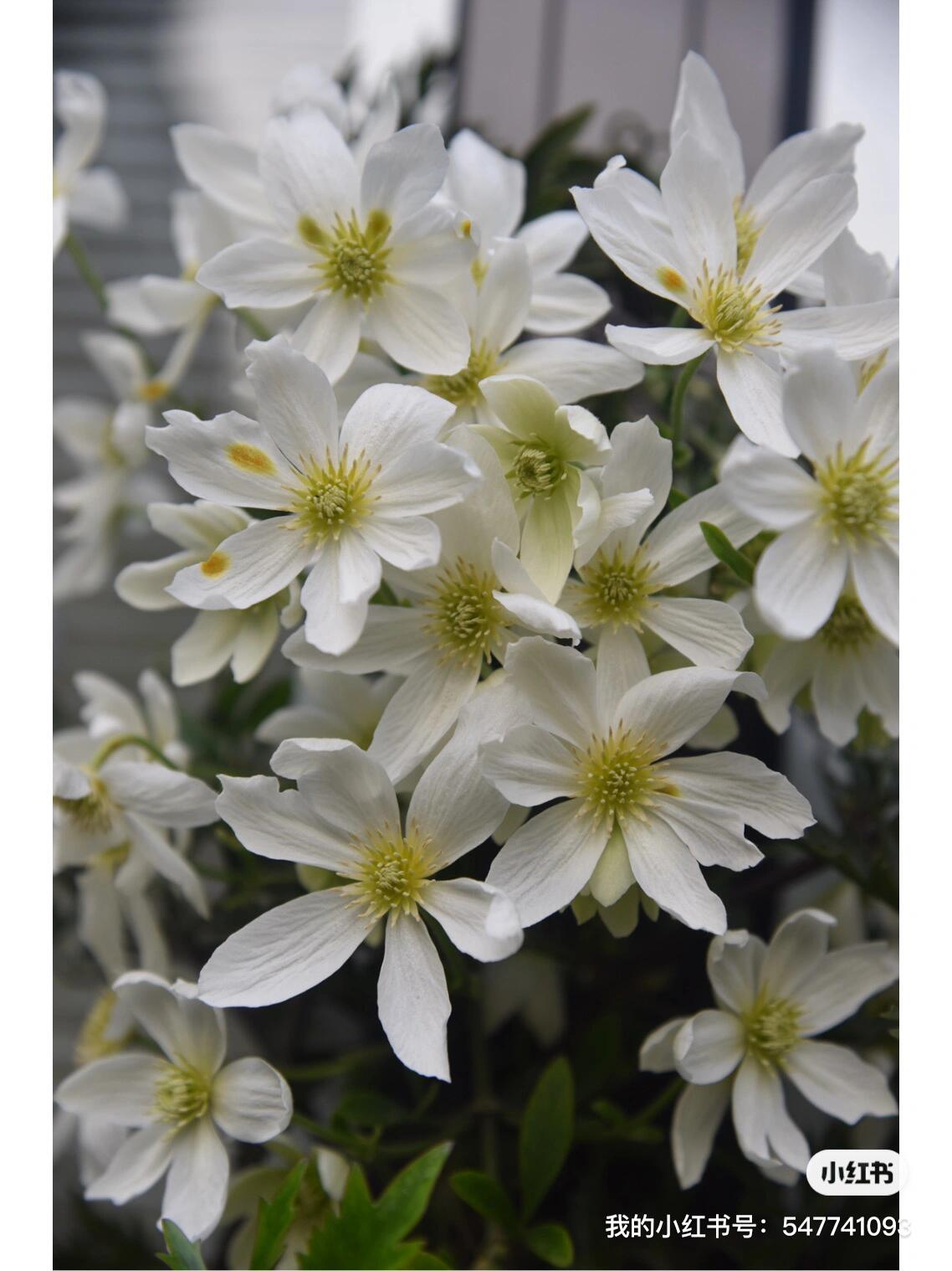 Clematis ‘’Avalanche|雪崩‘’