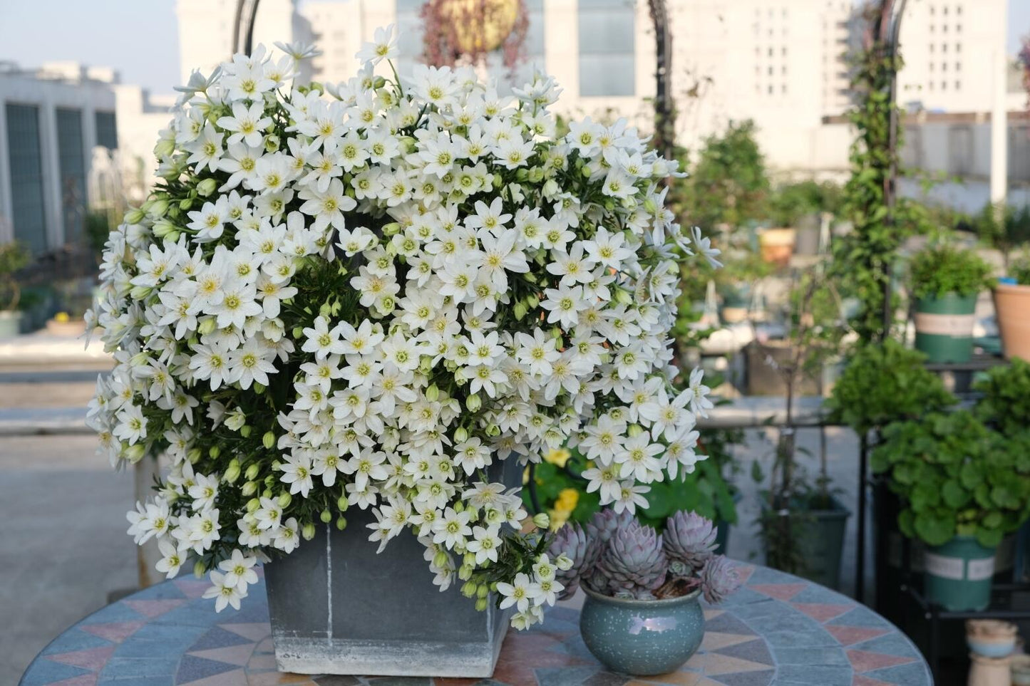 Clematis ‘’Joe|银币‘’
