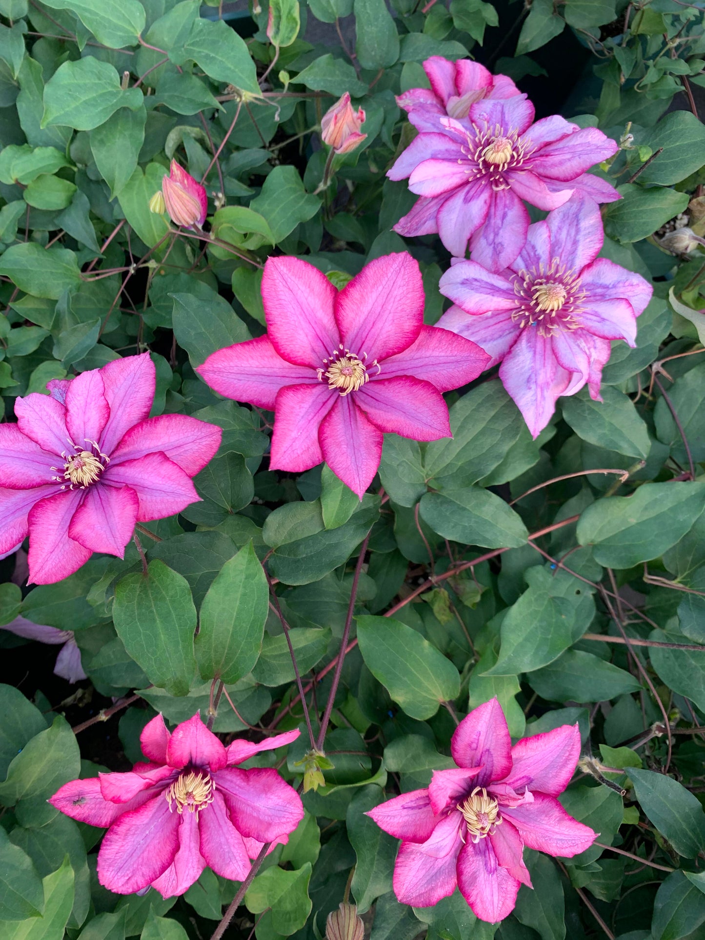 Clematis ‘’Paradiso| 天堂|帕拉迪索‘’