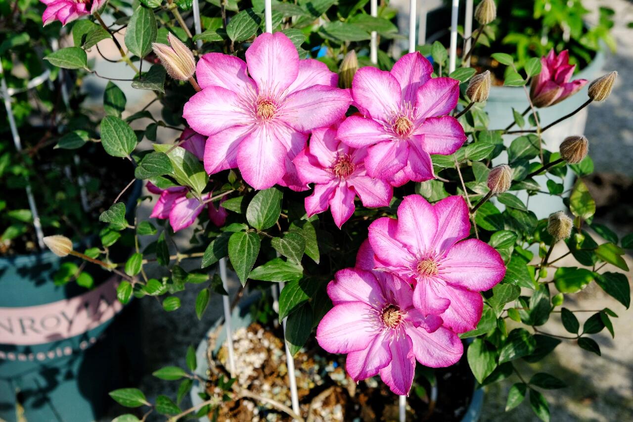 Clematis ‘’Liberty|解放‘’