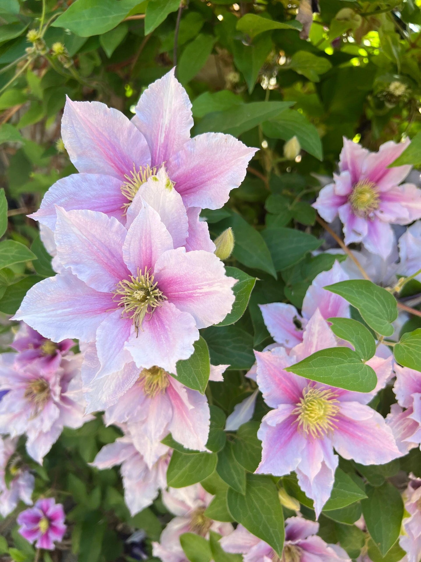Clematis ‘’Piilu|小鸭‘’