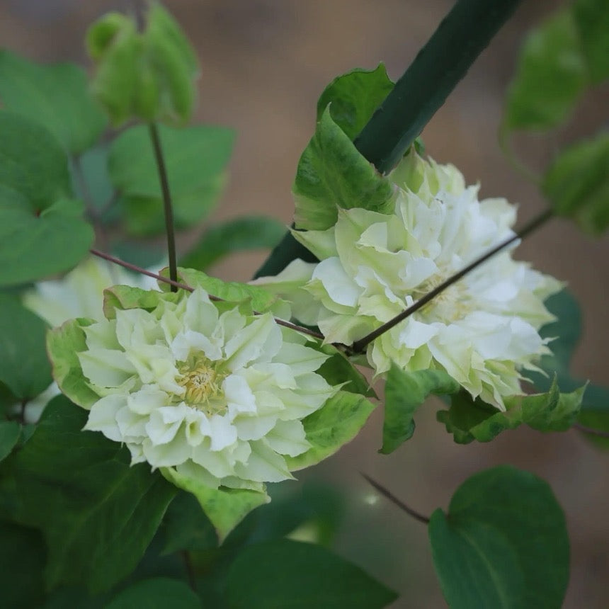 Clematis ‘’Midori |美登利 ‘’