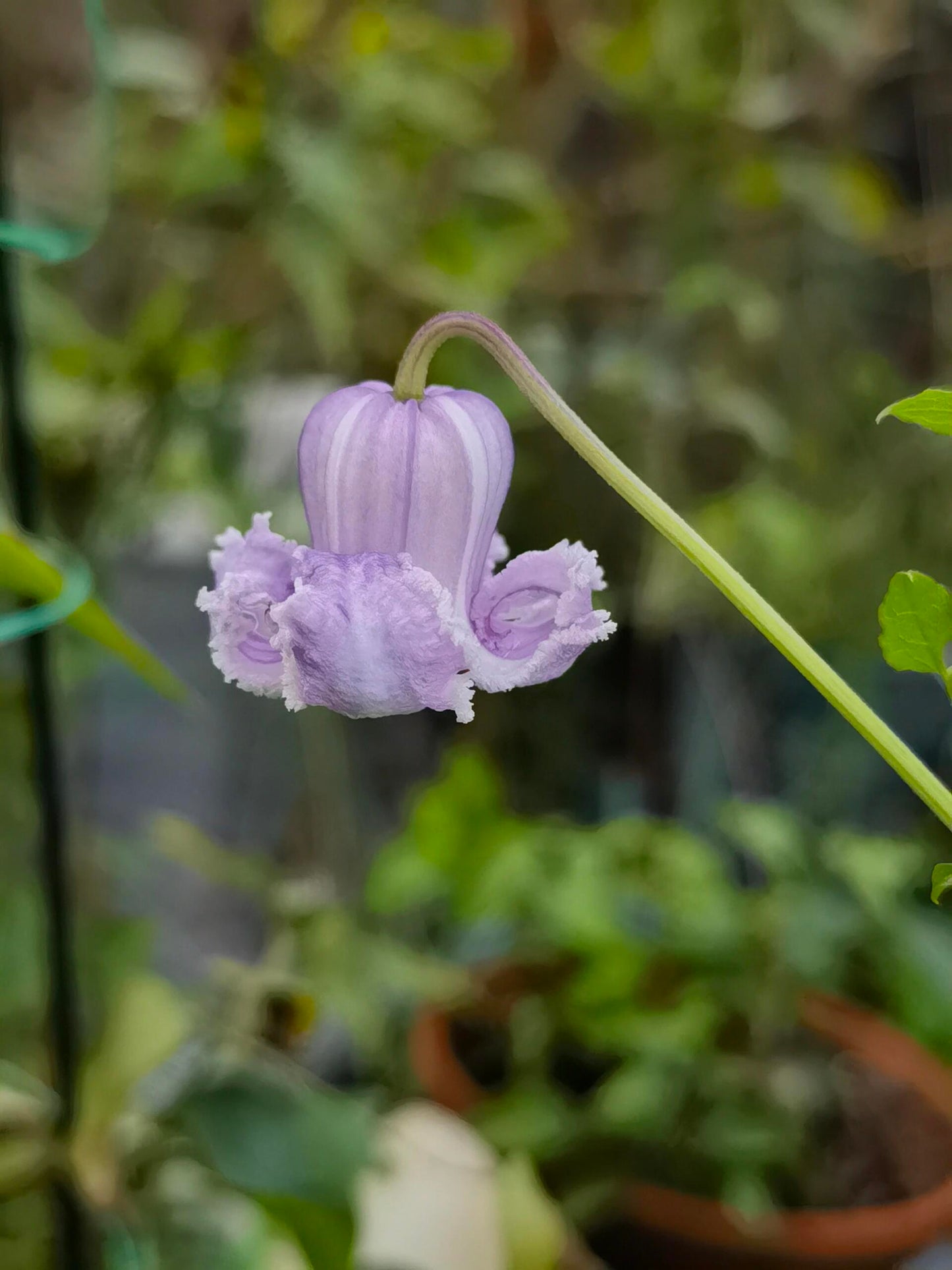 Pink Octopus Clematis ‘’Last Whisper|最後の囁き| 最后的轻语| タコクレマチス‘’ - US Exclusive