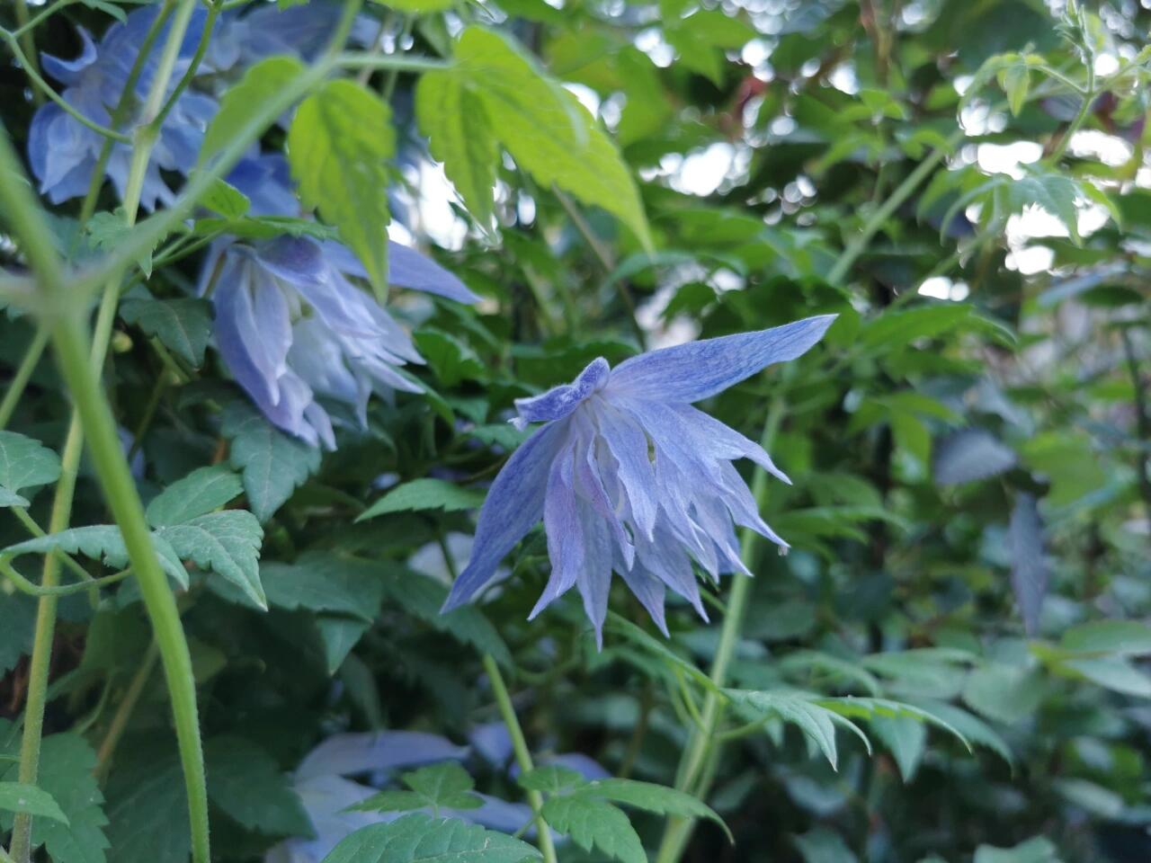 Clematis ‘’Maidwell Hall|梅德维尔‘’