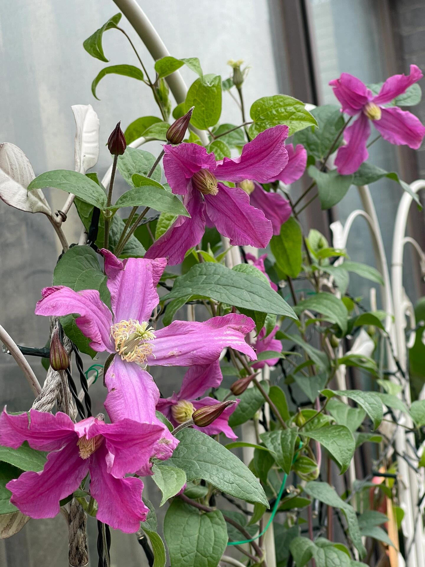 Clematis ‘’Inspiration|灵感‘’
