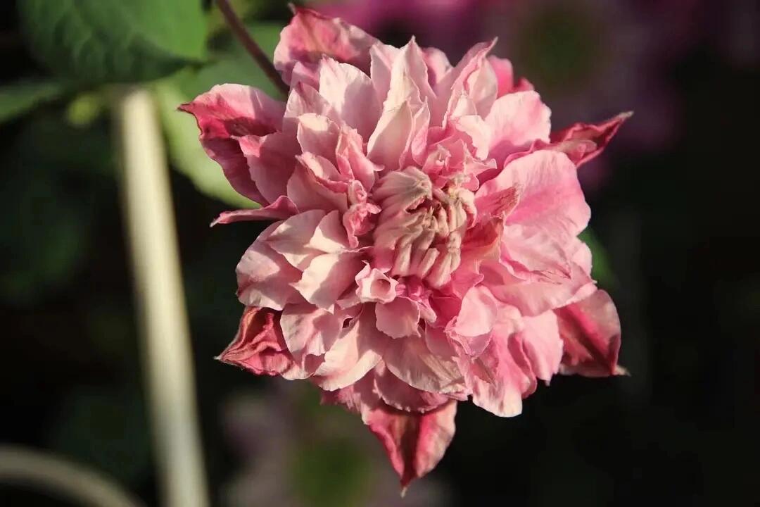 Clematis ‘’Patricia Ann Fretwel|帕特丽夏‘’