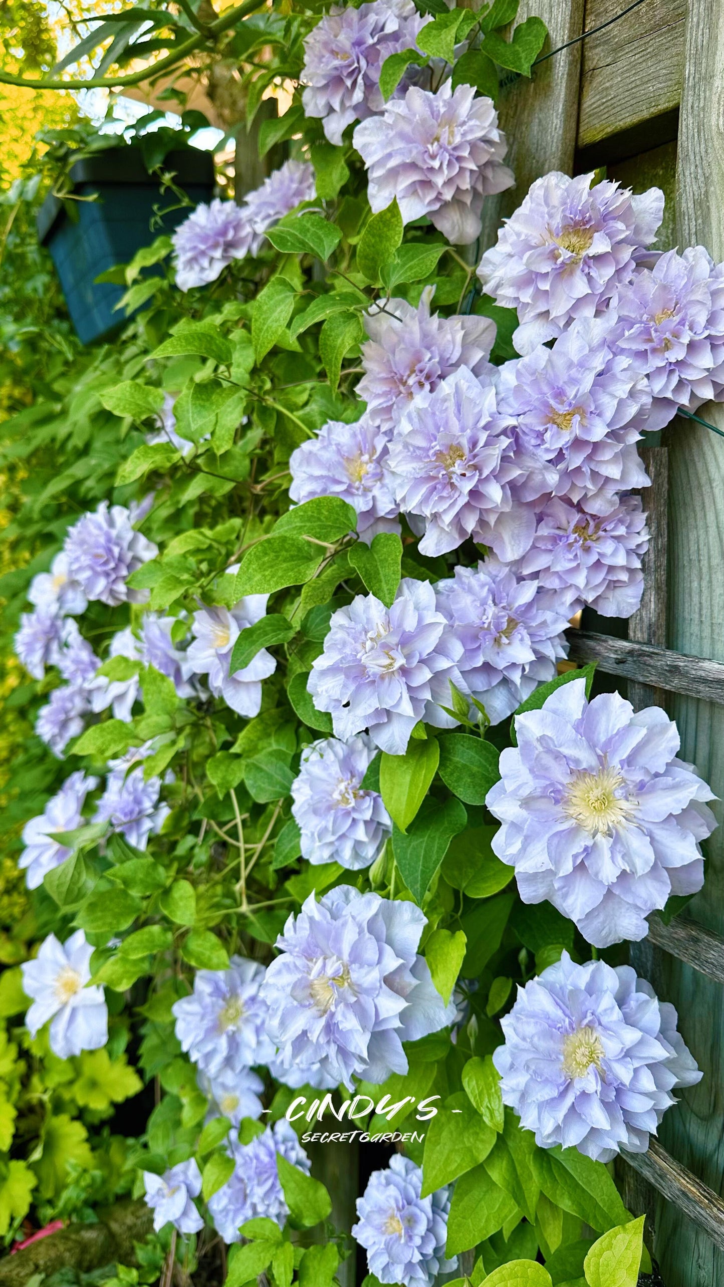 Clematis ‘’Veronica's choice|维罗妮卡的选择‘’