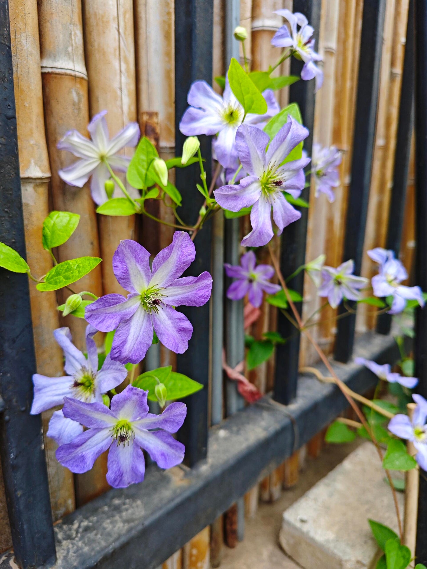 Clematis ‘’Sea Breeze|海风‘’